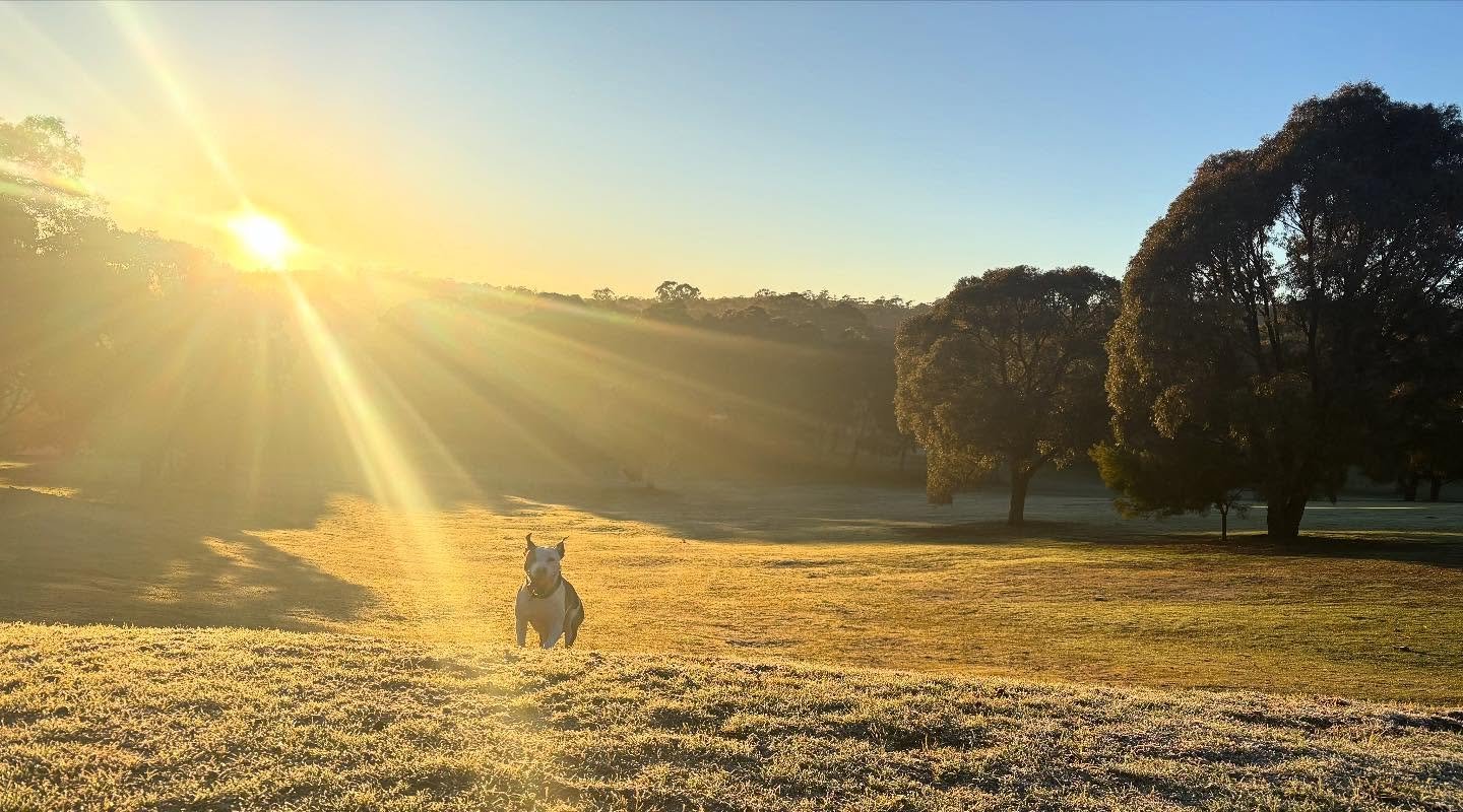 4 years ago today I adopted a furry ball of teeth &amp; sass - Raya Rose Newbold 🌹 

Happy Gotcha Day to my precious baby, Satan&rsquo;s Little Sister 👹 

I can&rsquo;t believe I&rsquo;ve managed to keep this small hurricane alive &amp; thriving fo