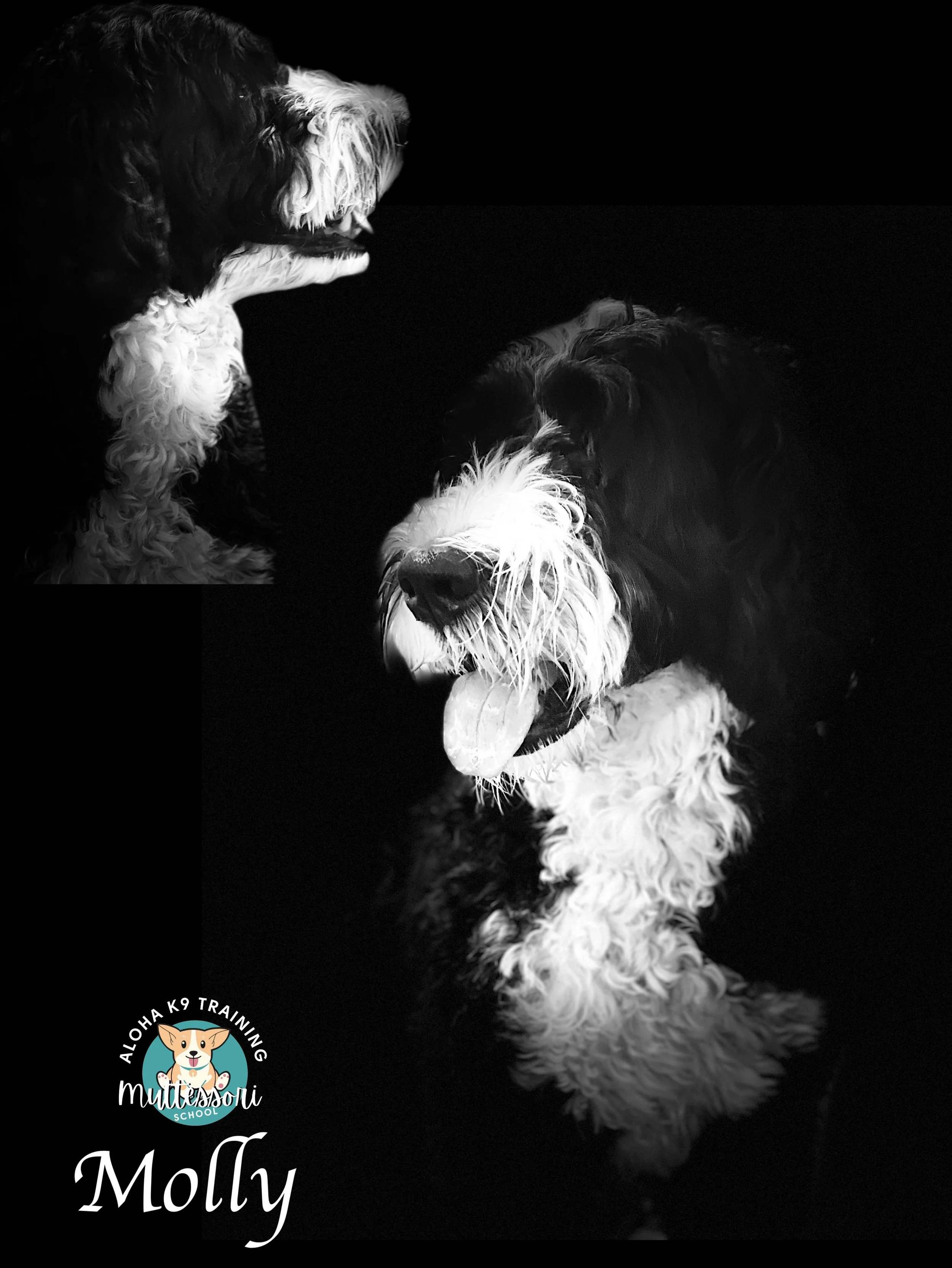 Molly (Big).JPEG