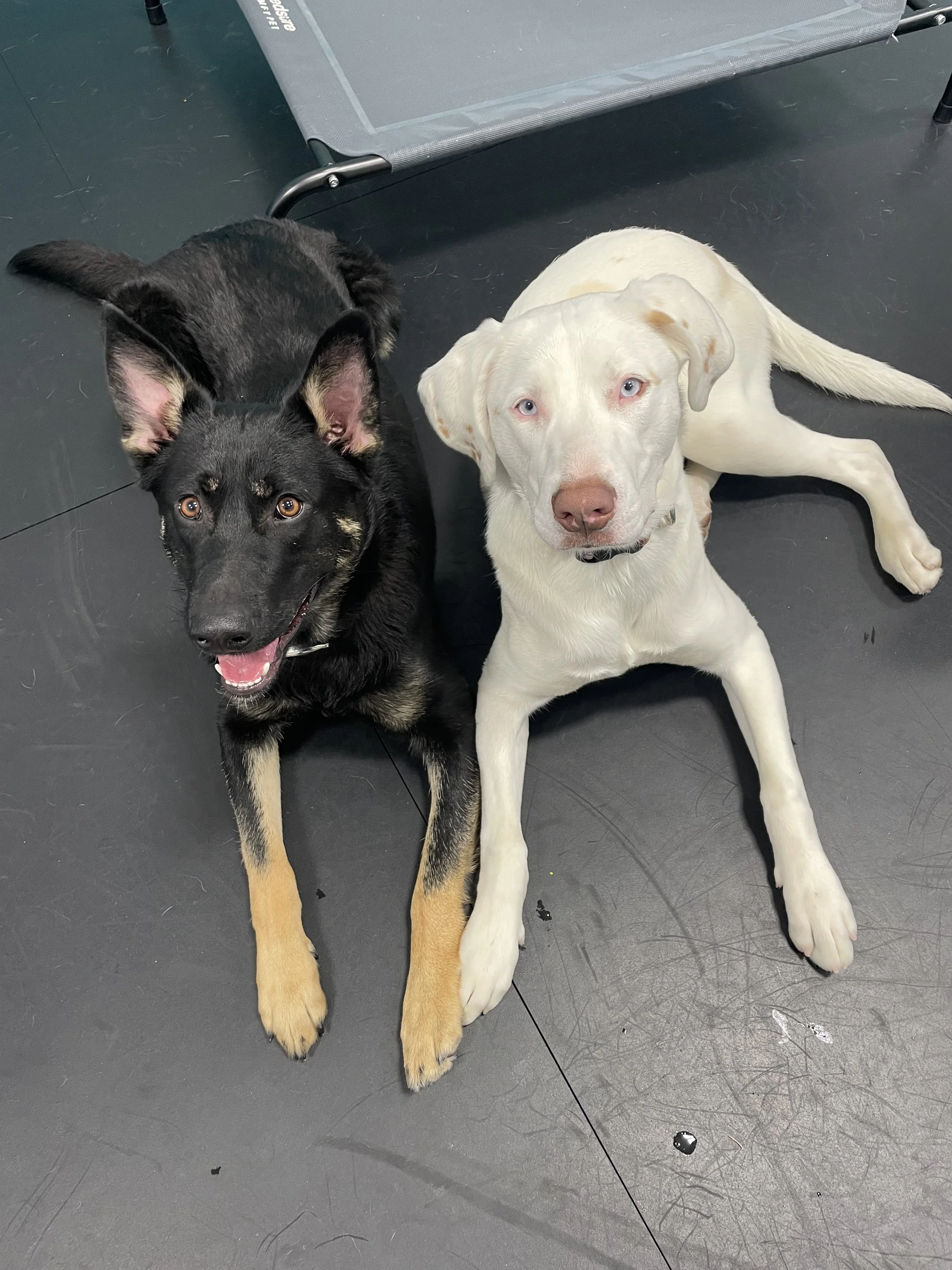 Two dogs, one black and tan with large ears and one white with blue eyes, lying on a black floor with a gray table in the background.