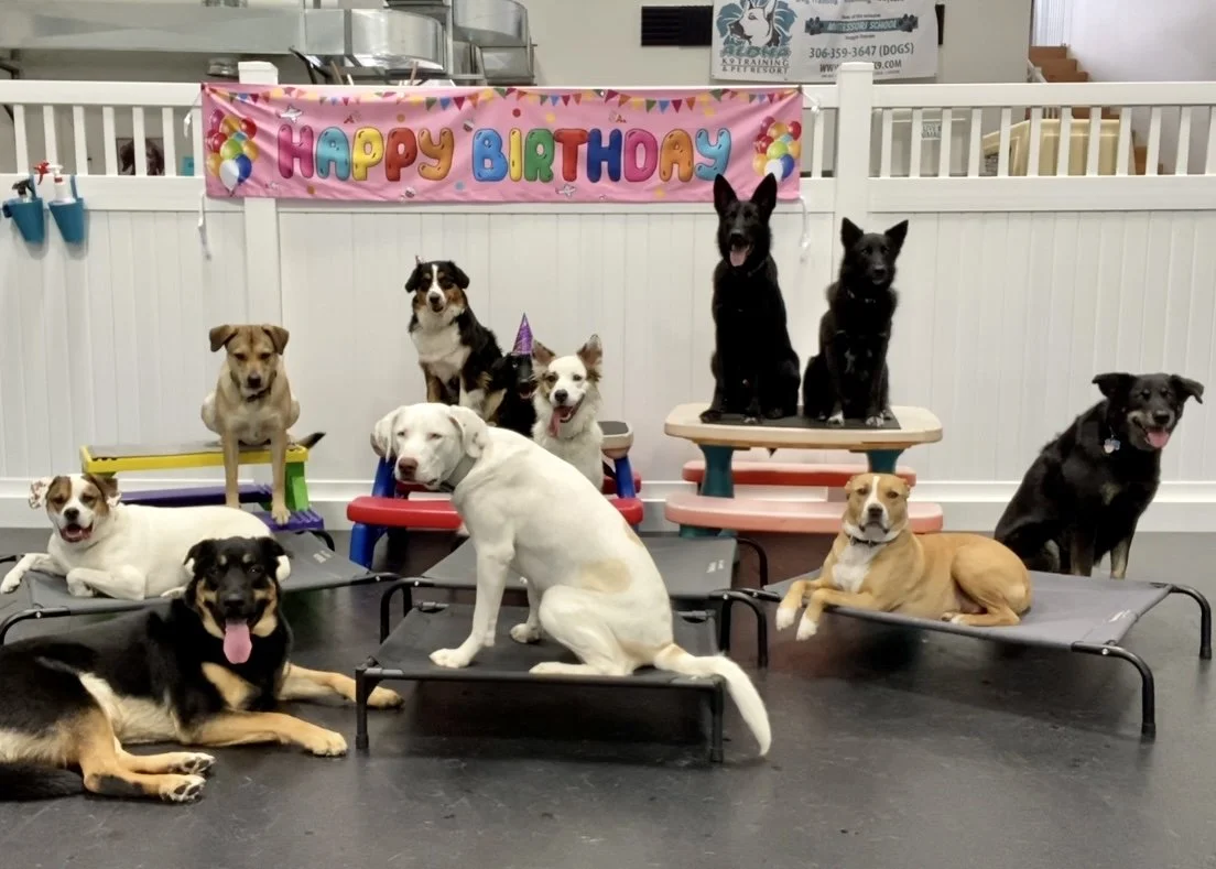 MUTTESSORI SCHOOL BARKDAY PARTIES!
