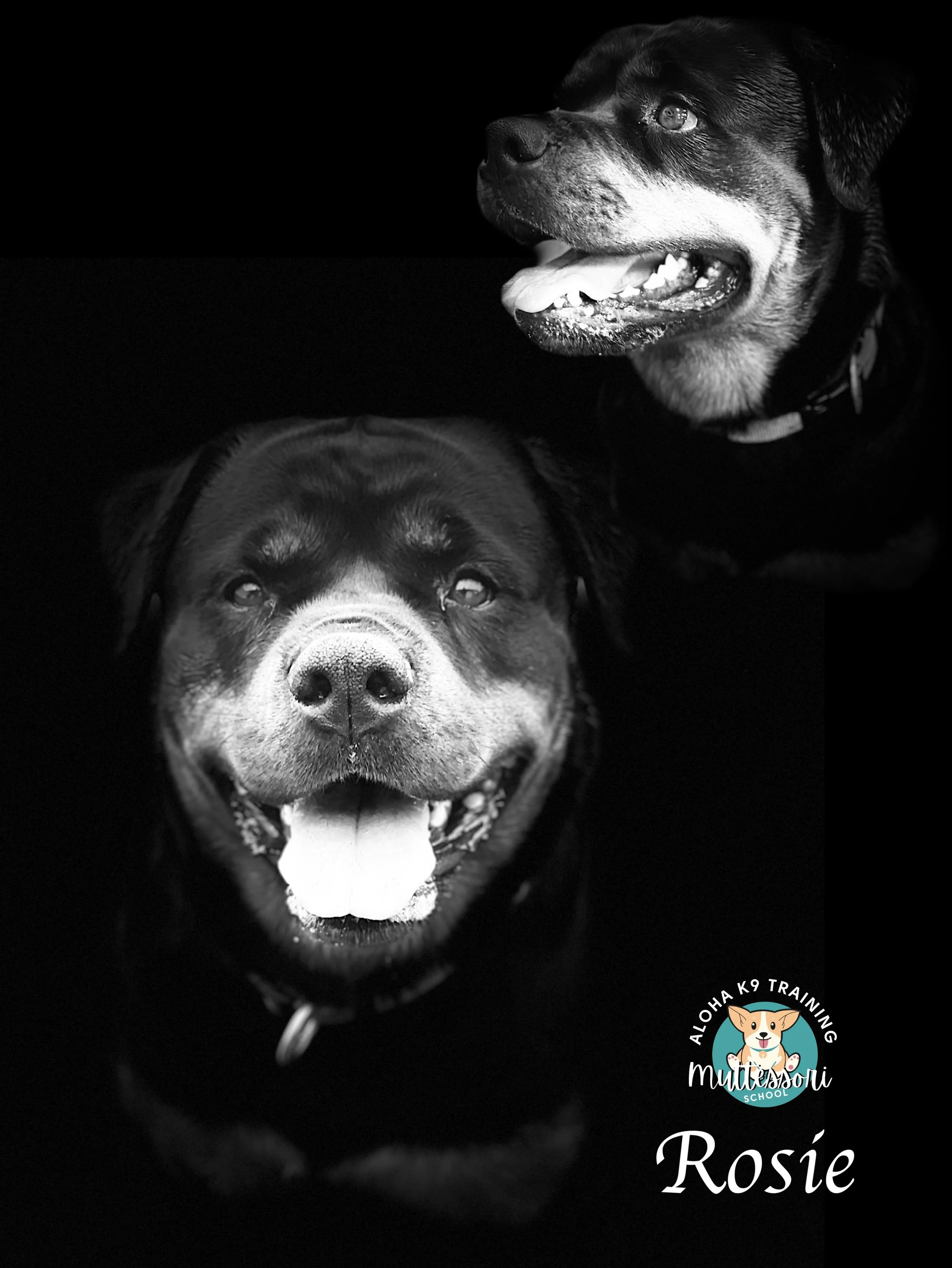 Rosie.JPEG