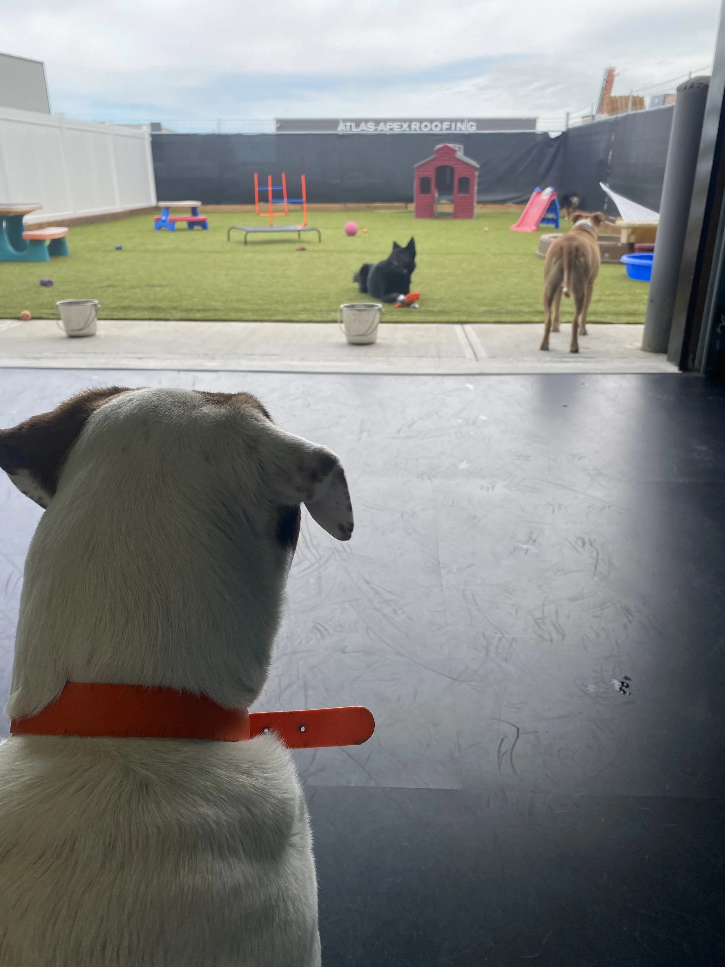 View of a backyard with a grassy lawn, fenced area, and various outdoor play equipment, including a slide, sandbox, and agility hurdles. Four dogs are in the yard, with one sitting inside near the door, looking out at the other three.