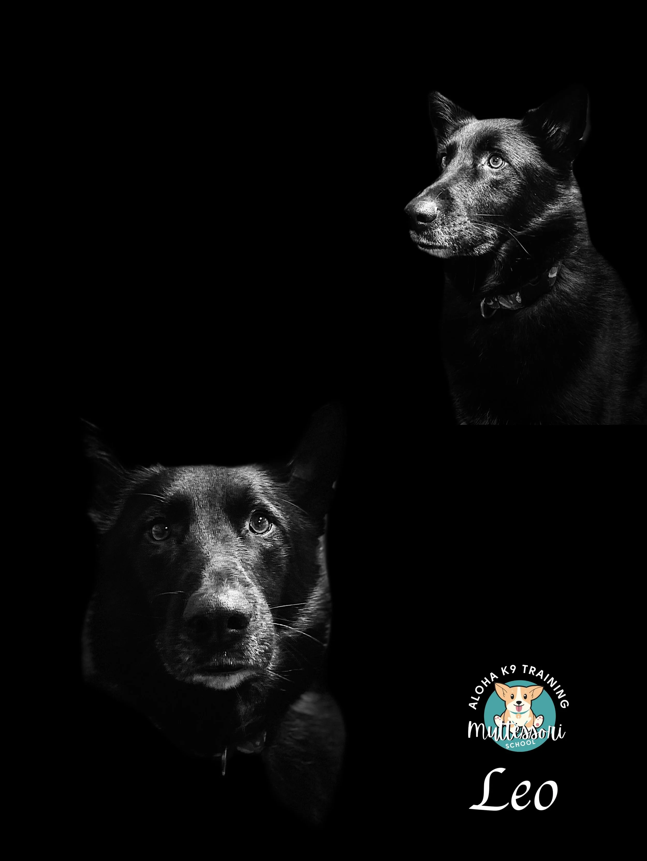 Leo.JPEG
