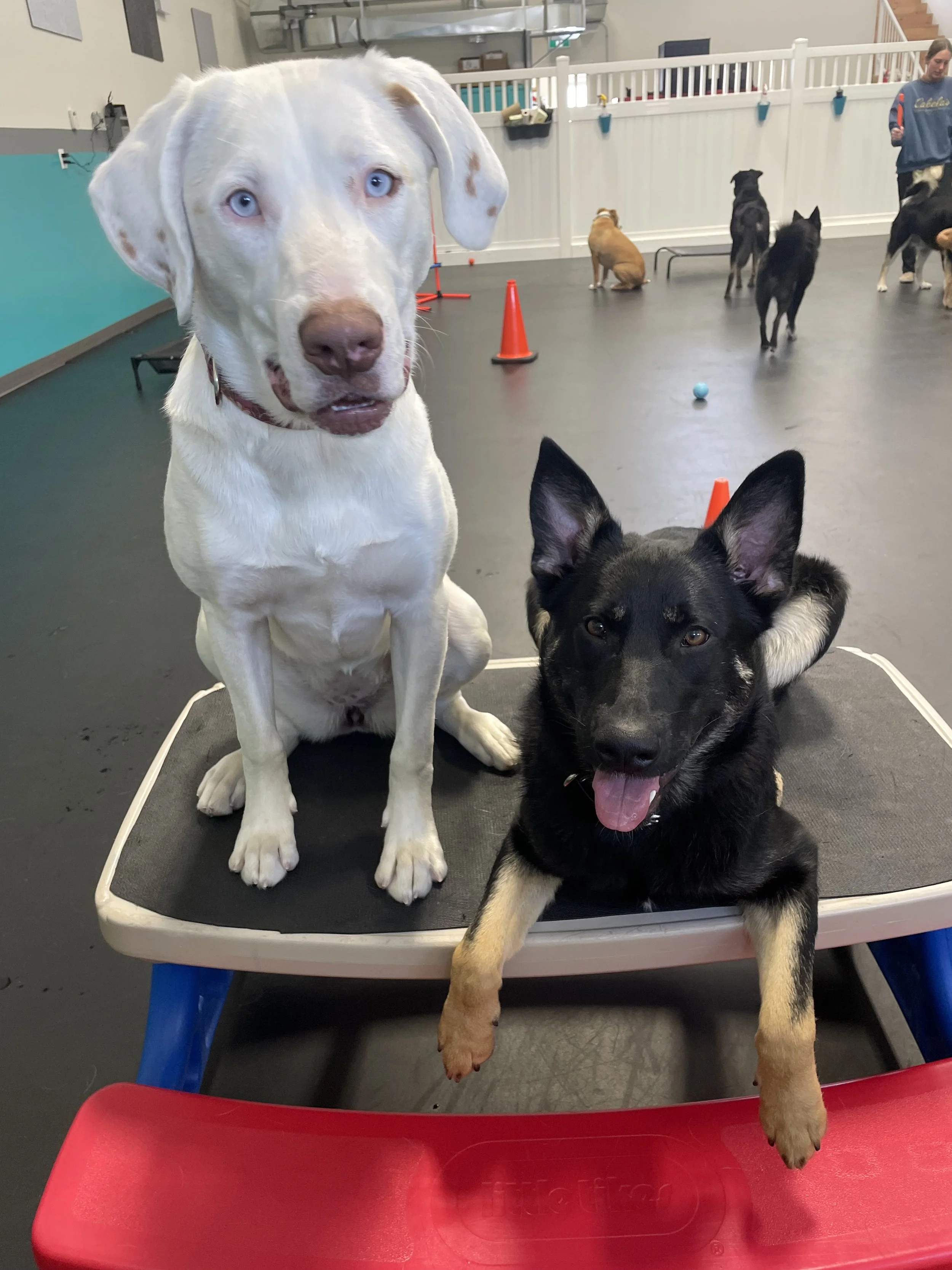 Two dogs sitting on a raised platform in a dog daycare or training room, with other dogs and a person in the background.