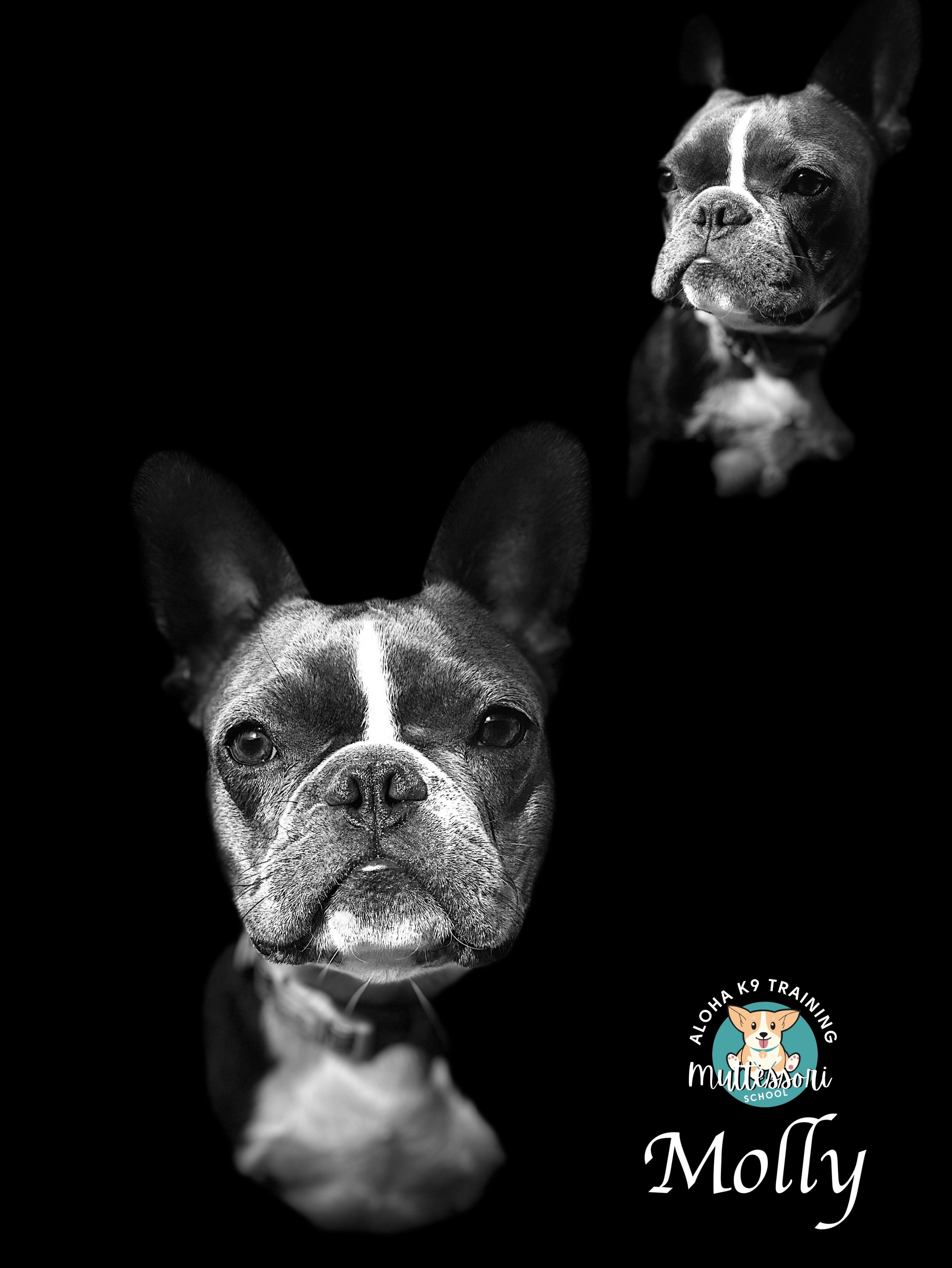 Molly 1.JPEG