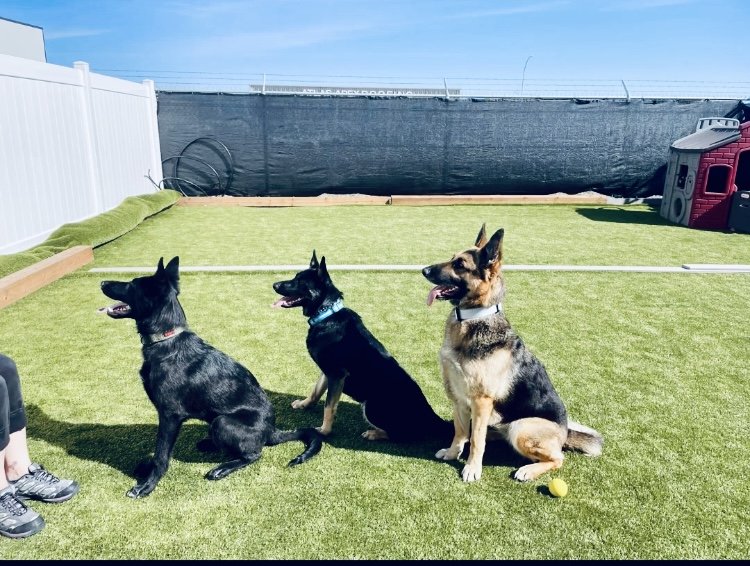 Three German Shepherd dogs sitting on a green lawn in an outdoor backyard, with a white fence on the left and a playhouse on the right.