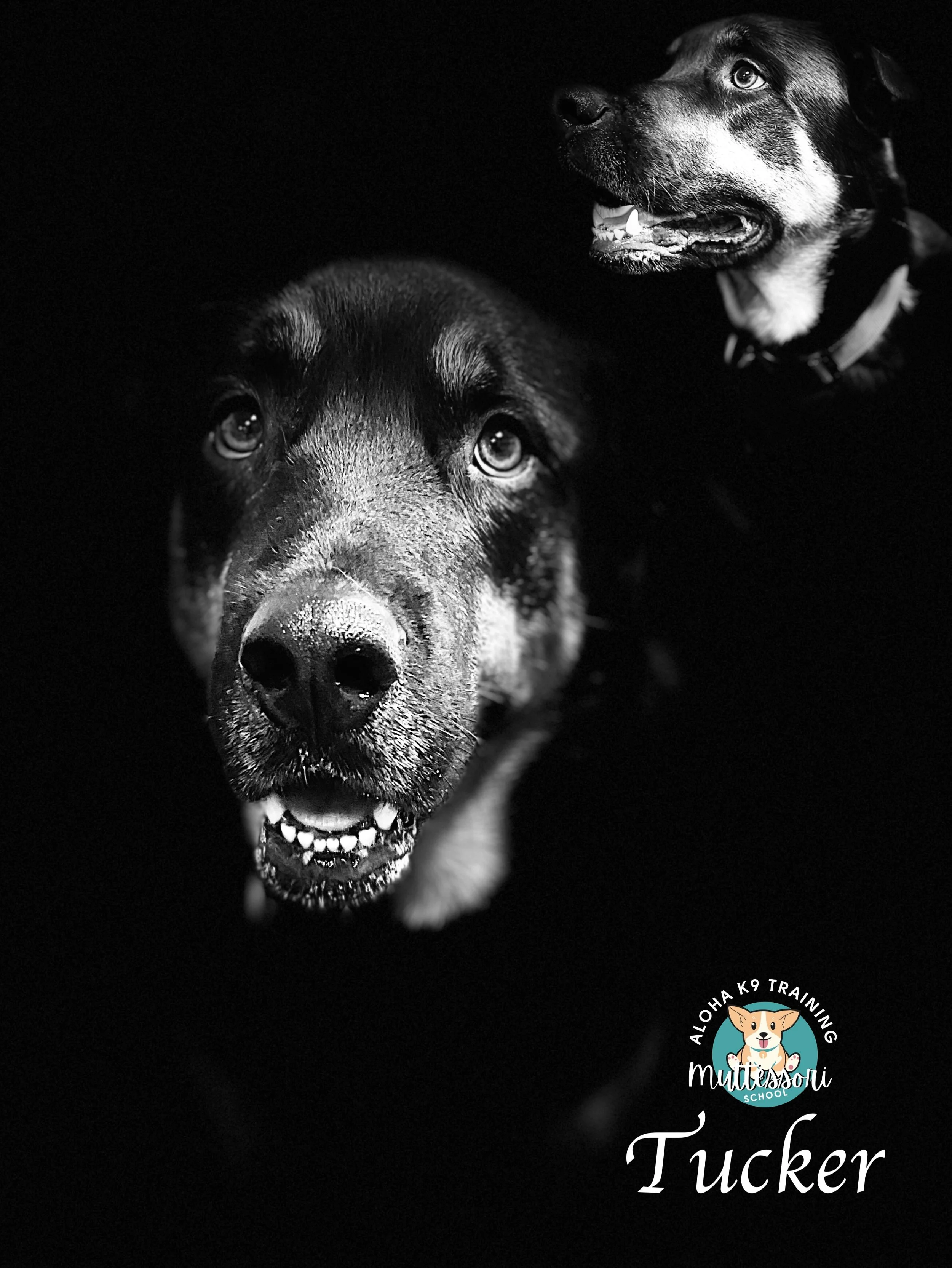 Tucker (Big).JPEG