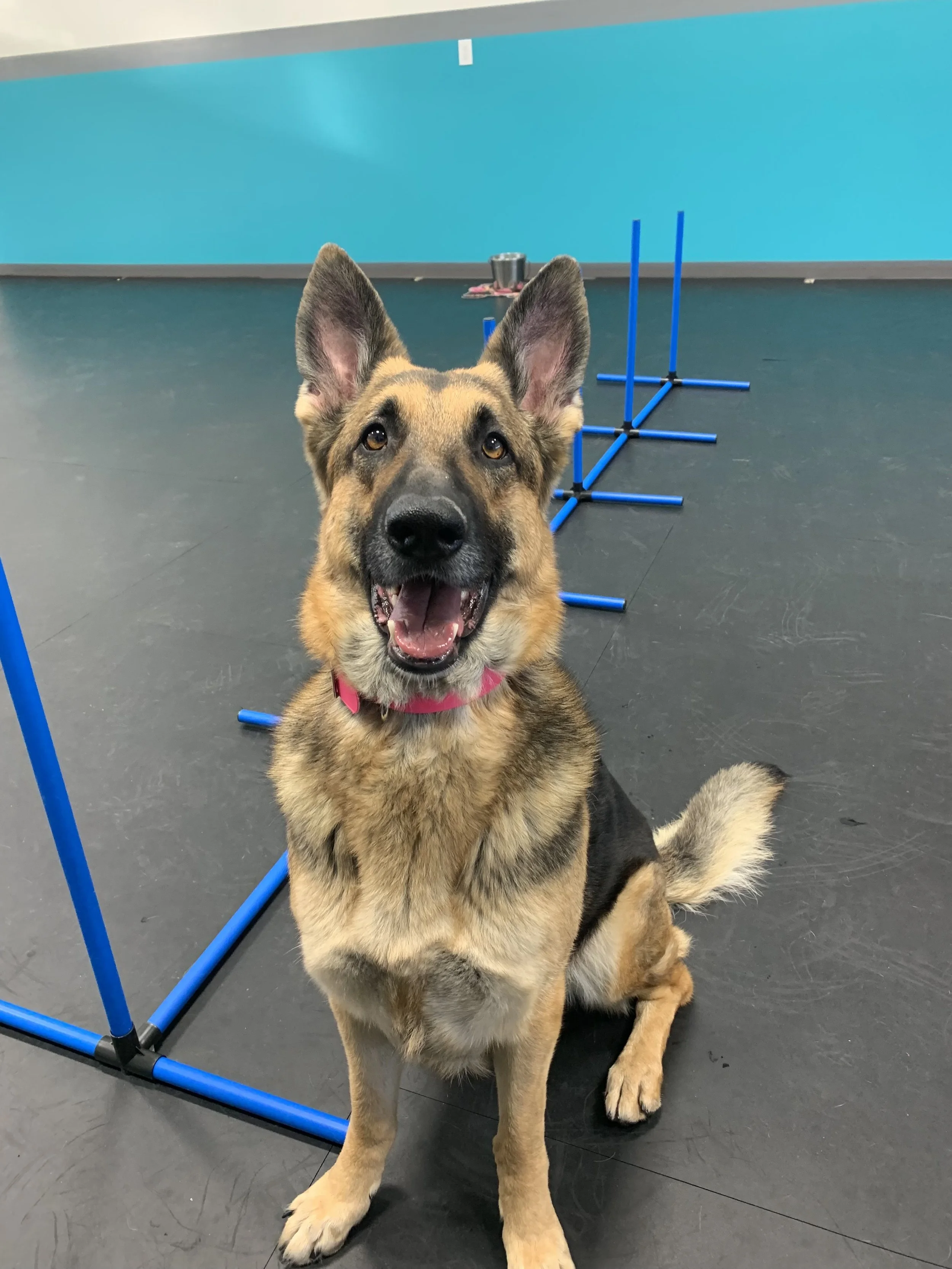 A happy German Shepherd dog with a pink collar sitting on a black floor in an indoor training area, with blue agility bars in the background and a blue wall.