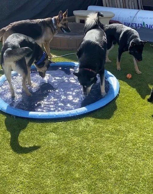 Three Siberian Huskies playing in a small blue kiddie pool filled with water on a grassy yard.