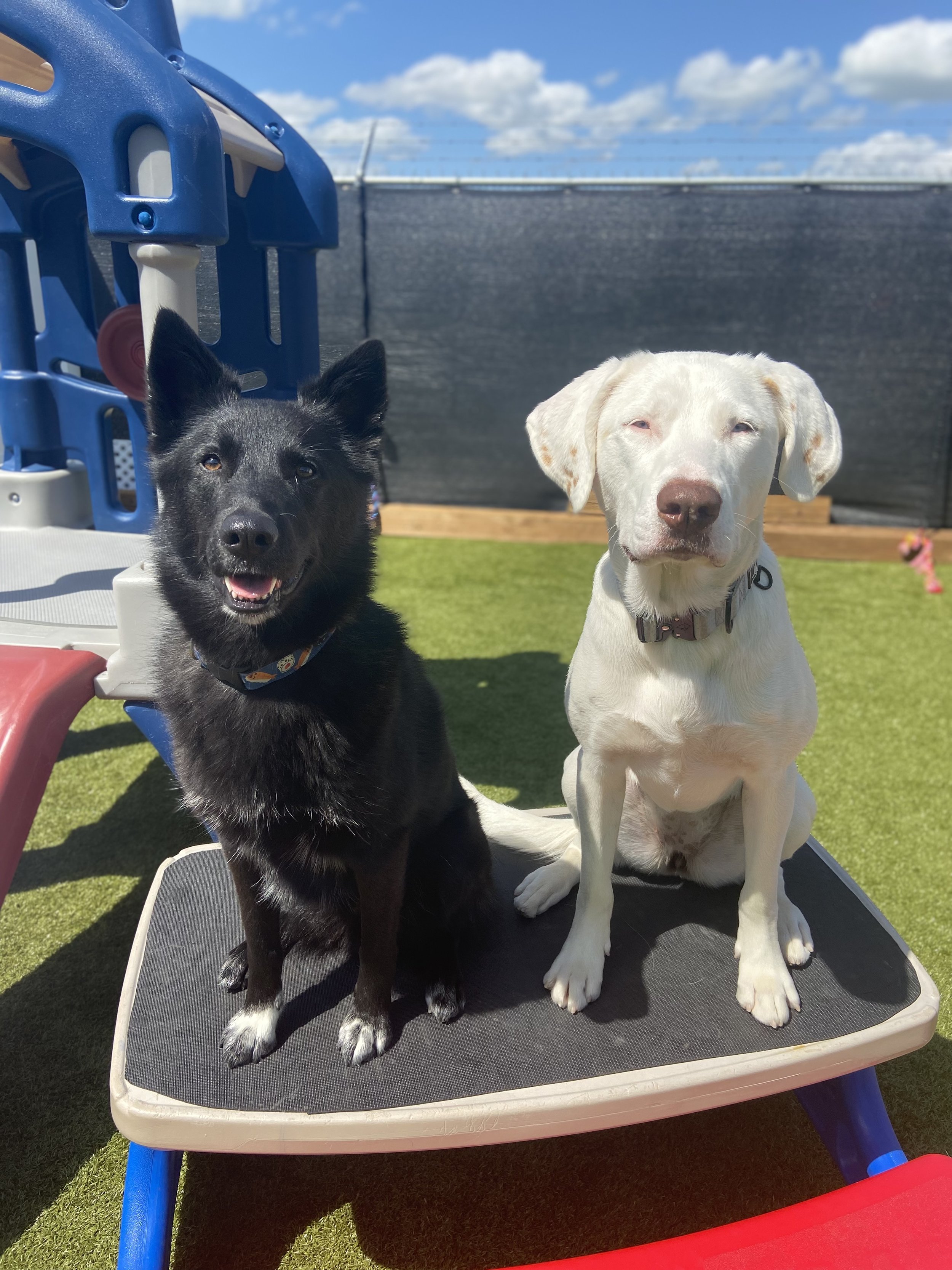 Two dogs, one black with white paws and the other white, sitting on a small elevated platform outdoors on a sunny day. There is a blue play structure and a black privacy fence in the background.