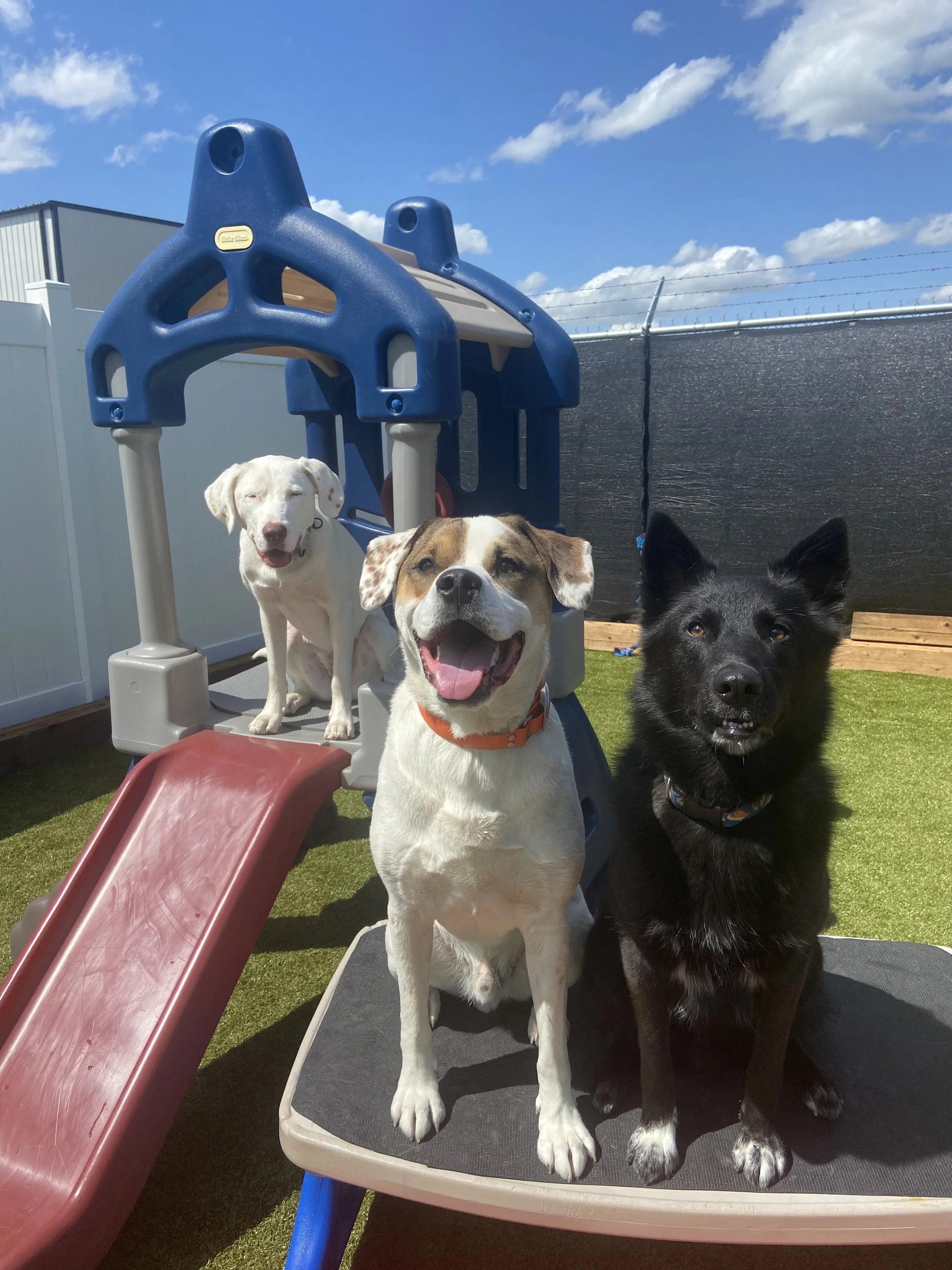 Four dogs outside on a sunny day, with play equipment including a slide and a small house. The dogs are smiling and sitting on a platform, with a blue sky and some clouds in the background.