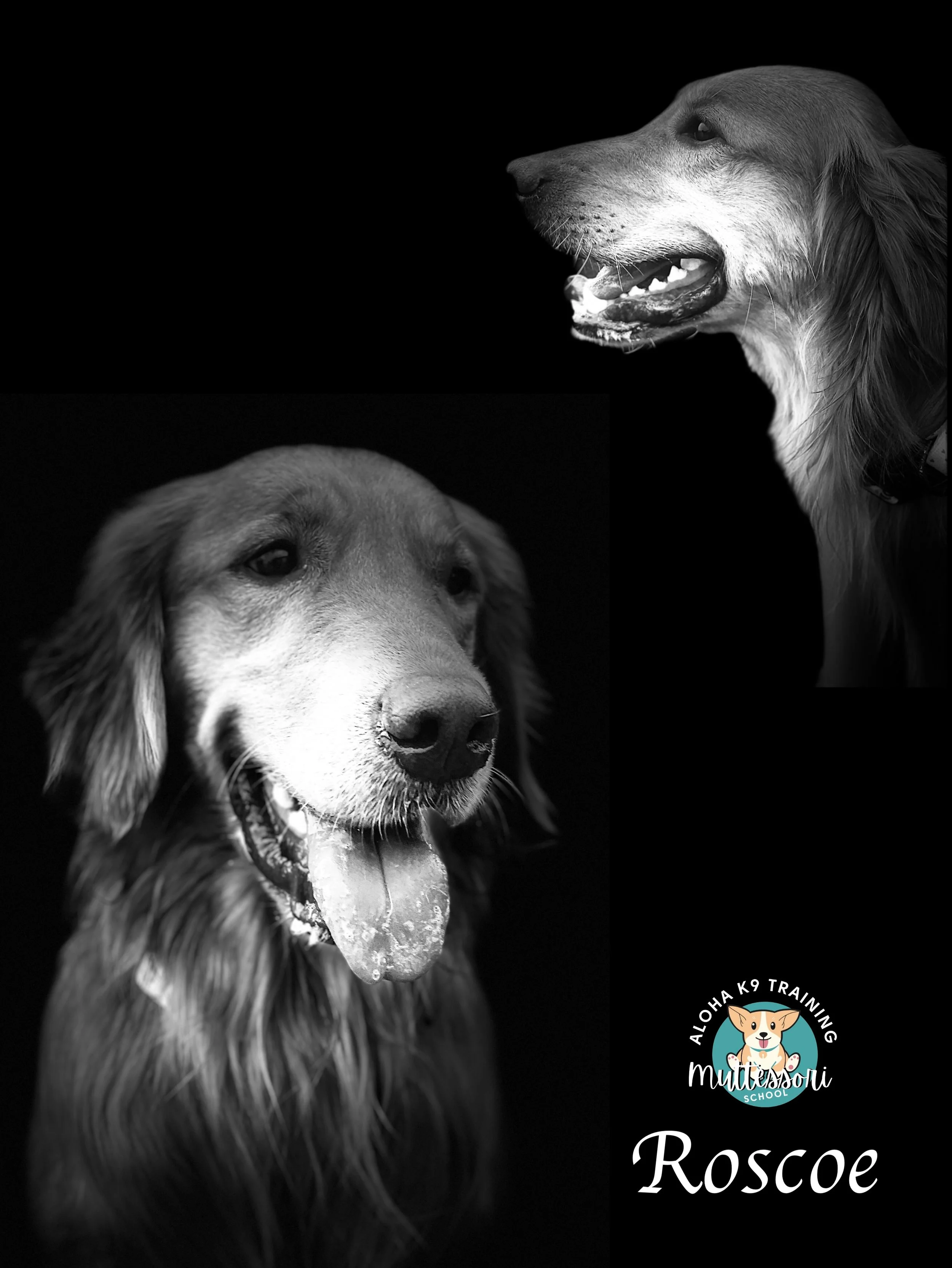 Roscoe.JPEG
