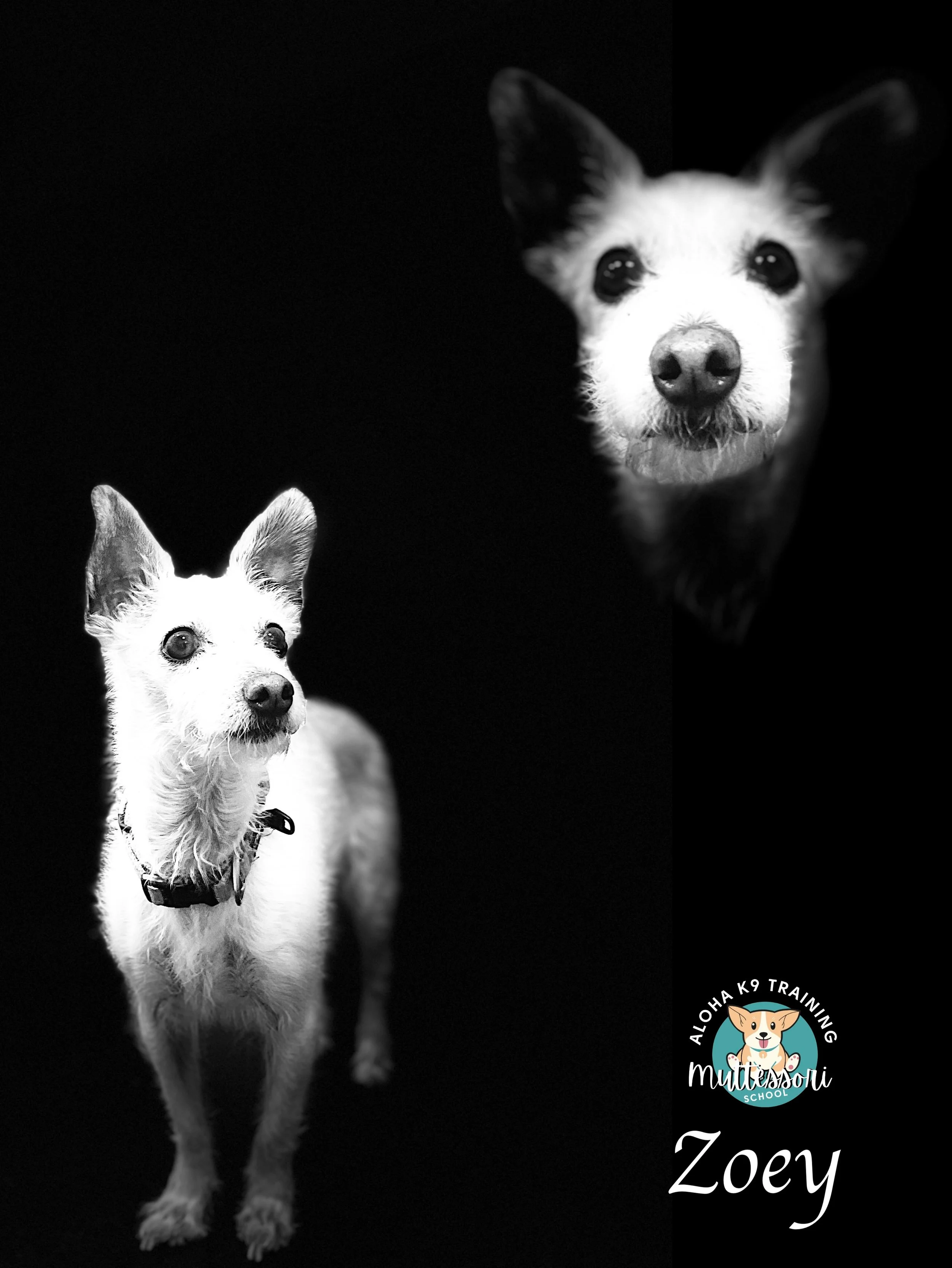 Zoey.JPEG
