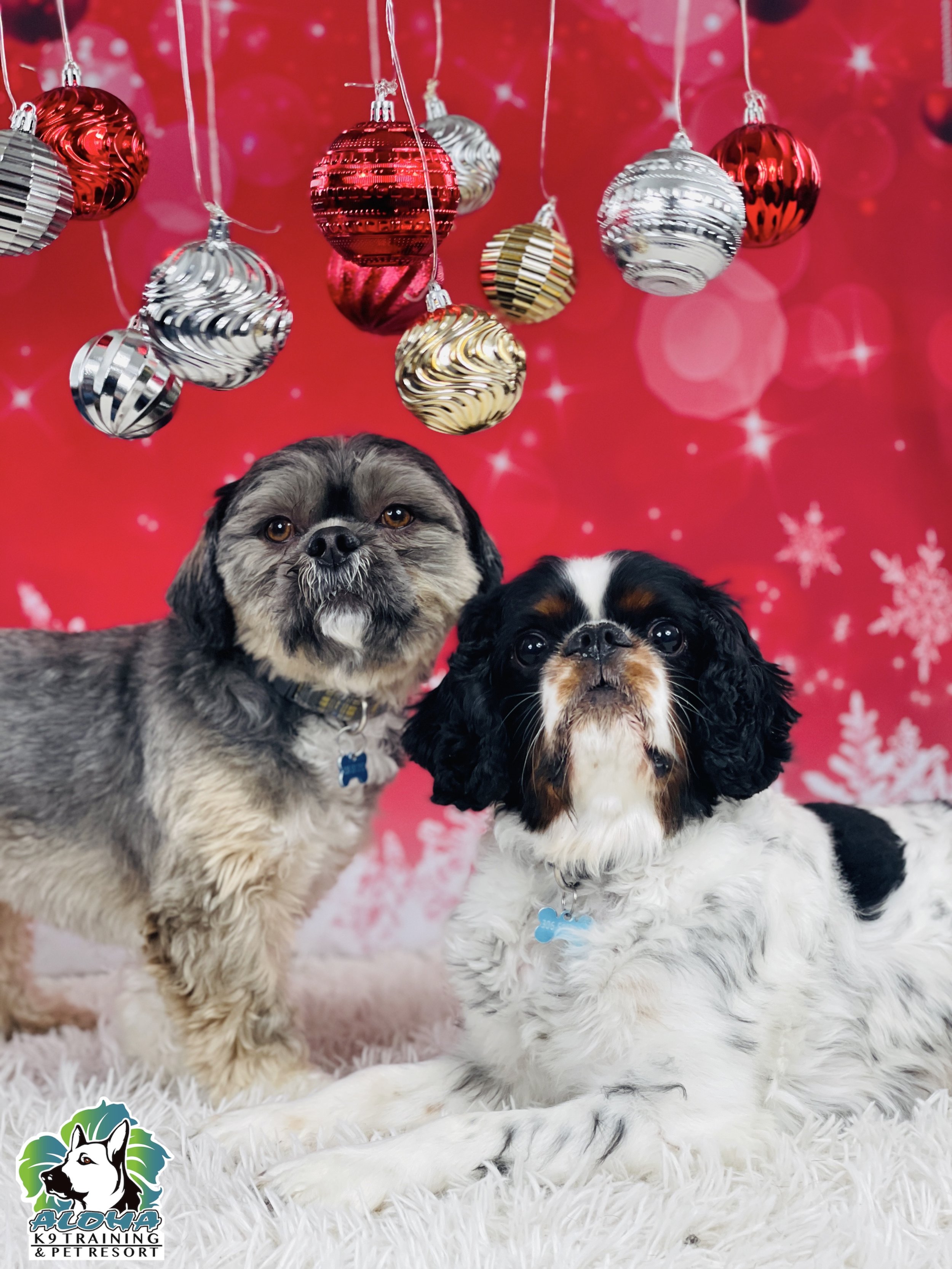 Sherlock & Murphy.jpg