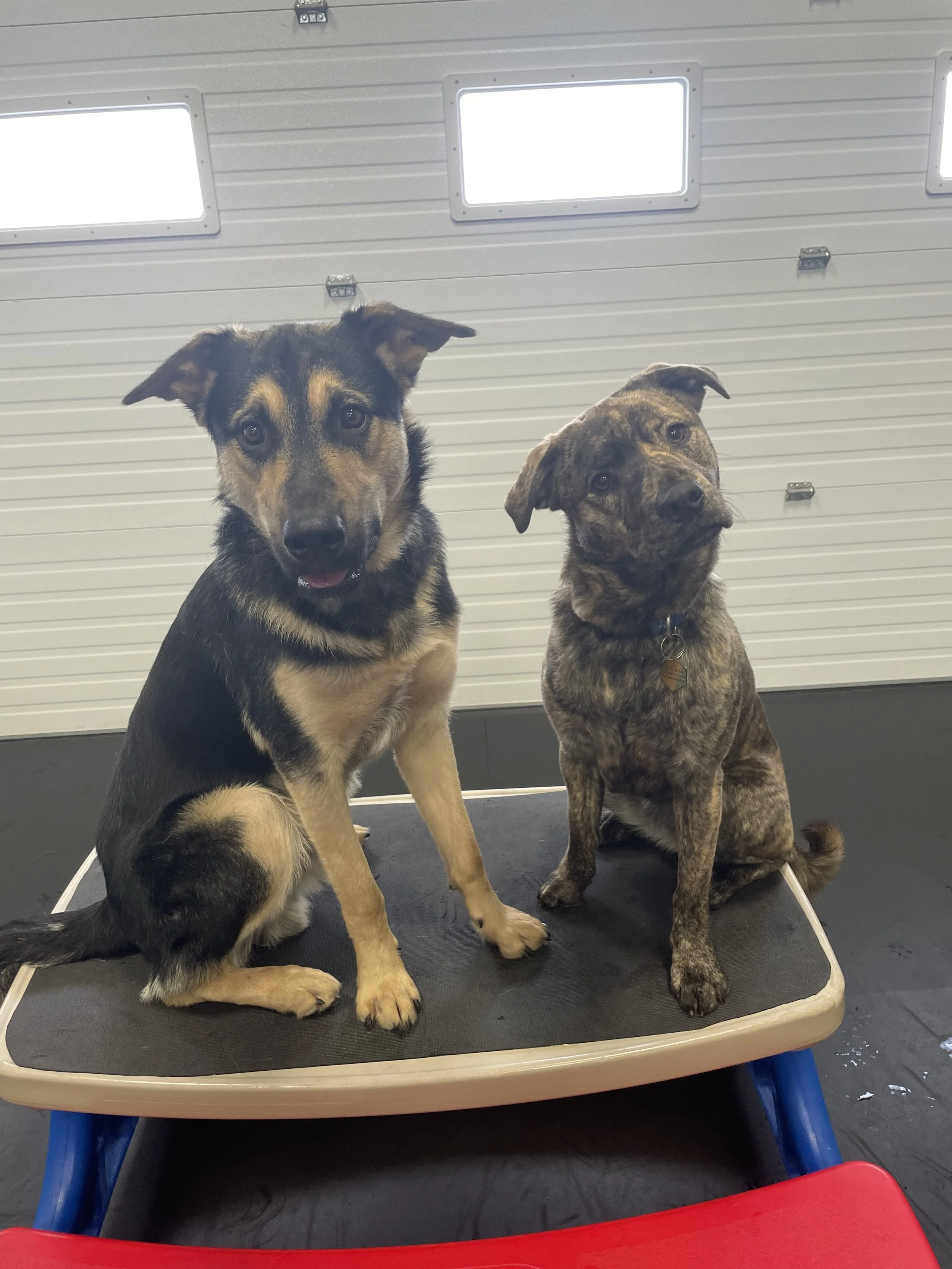 Two dogs sitting on a grooming table in front of a white garage door with three rectangular windows.