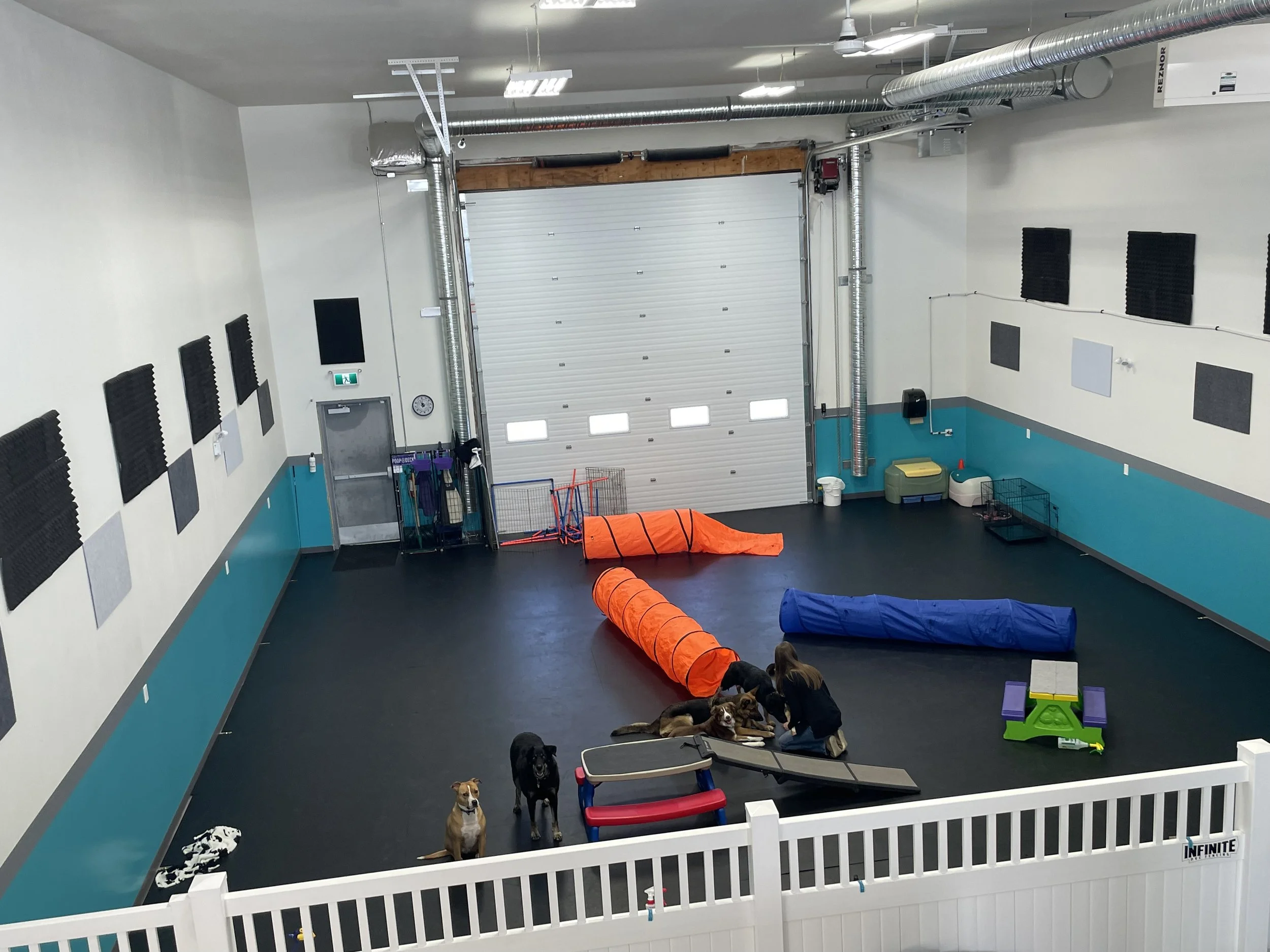 Indoor dog training or play area with agility equipment, dogs, and a person attending to a dog, enclosed by a white barrier.
