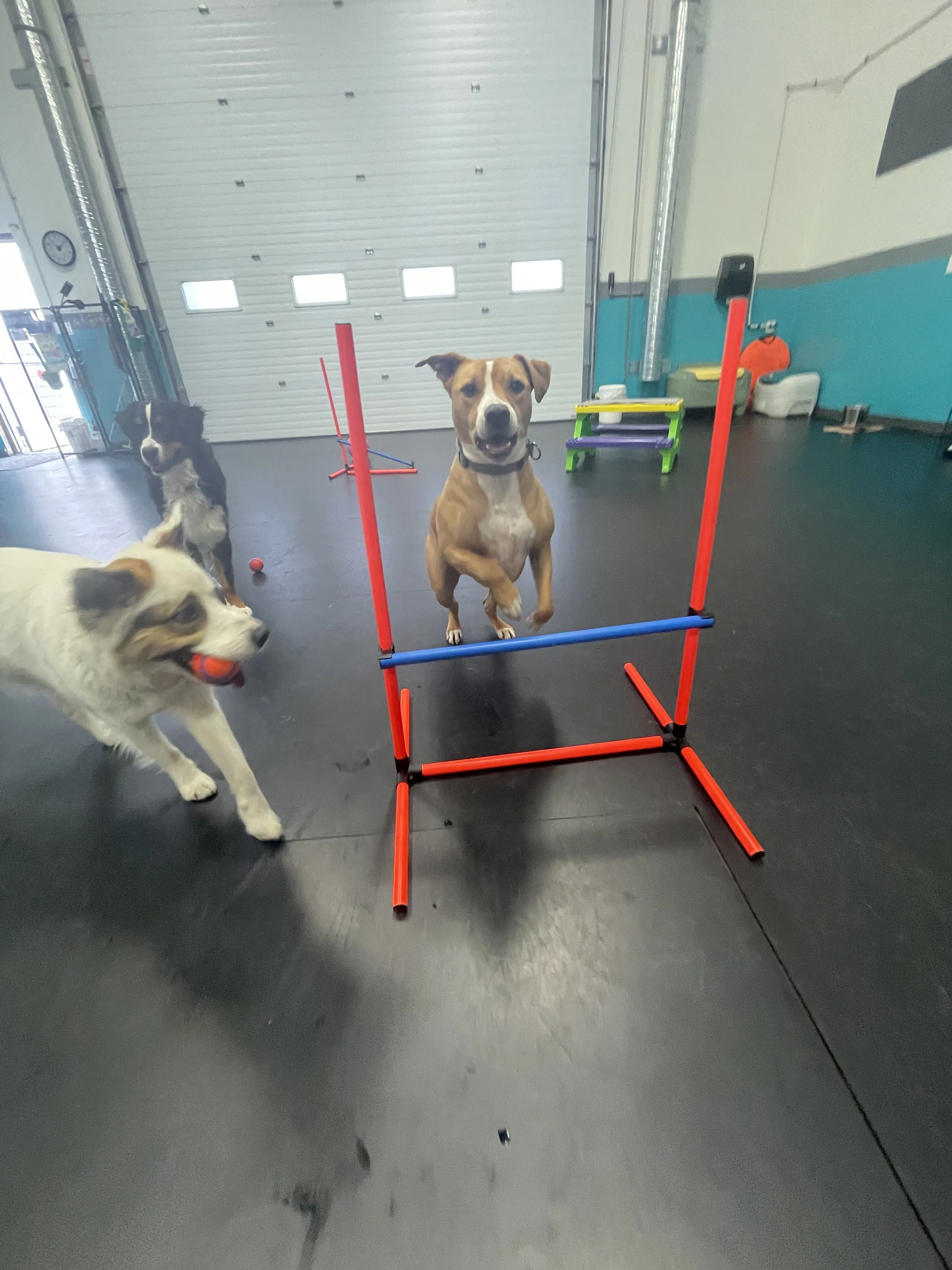 Dog jumping over a hurdle during dog training or agility practice in an indoor facility, with other dogs nearby.