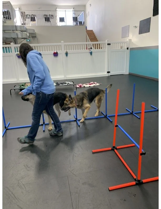 A person walking two German Shepherd dogs through an agility course with colorful hurdles inside a spacious indoor training facility.