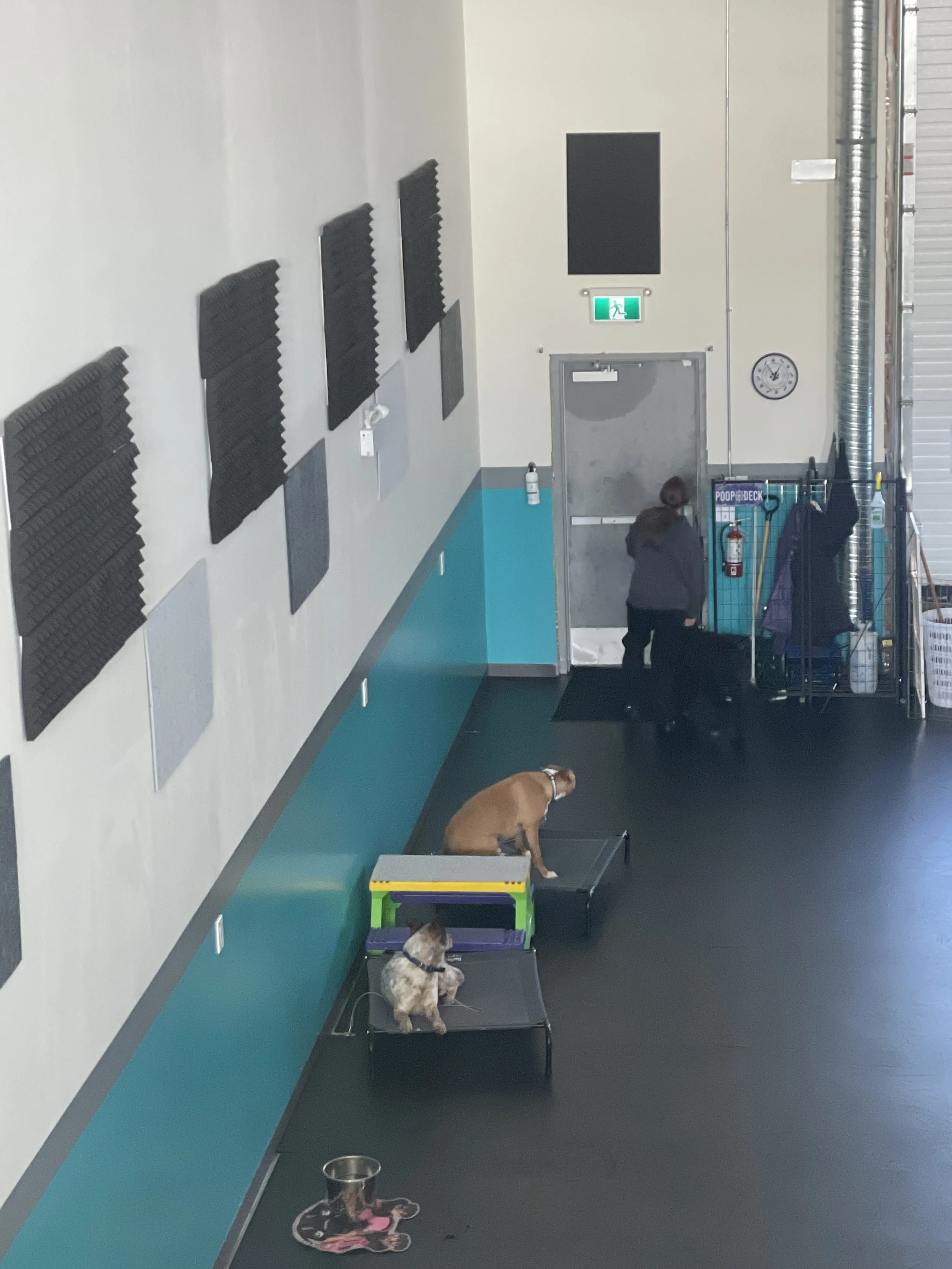 Indoor dog training or grooming facility with two dogs on elevated platforms, a woman with a suitcase, and a laundry cart near a metal roll-up door.