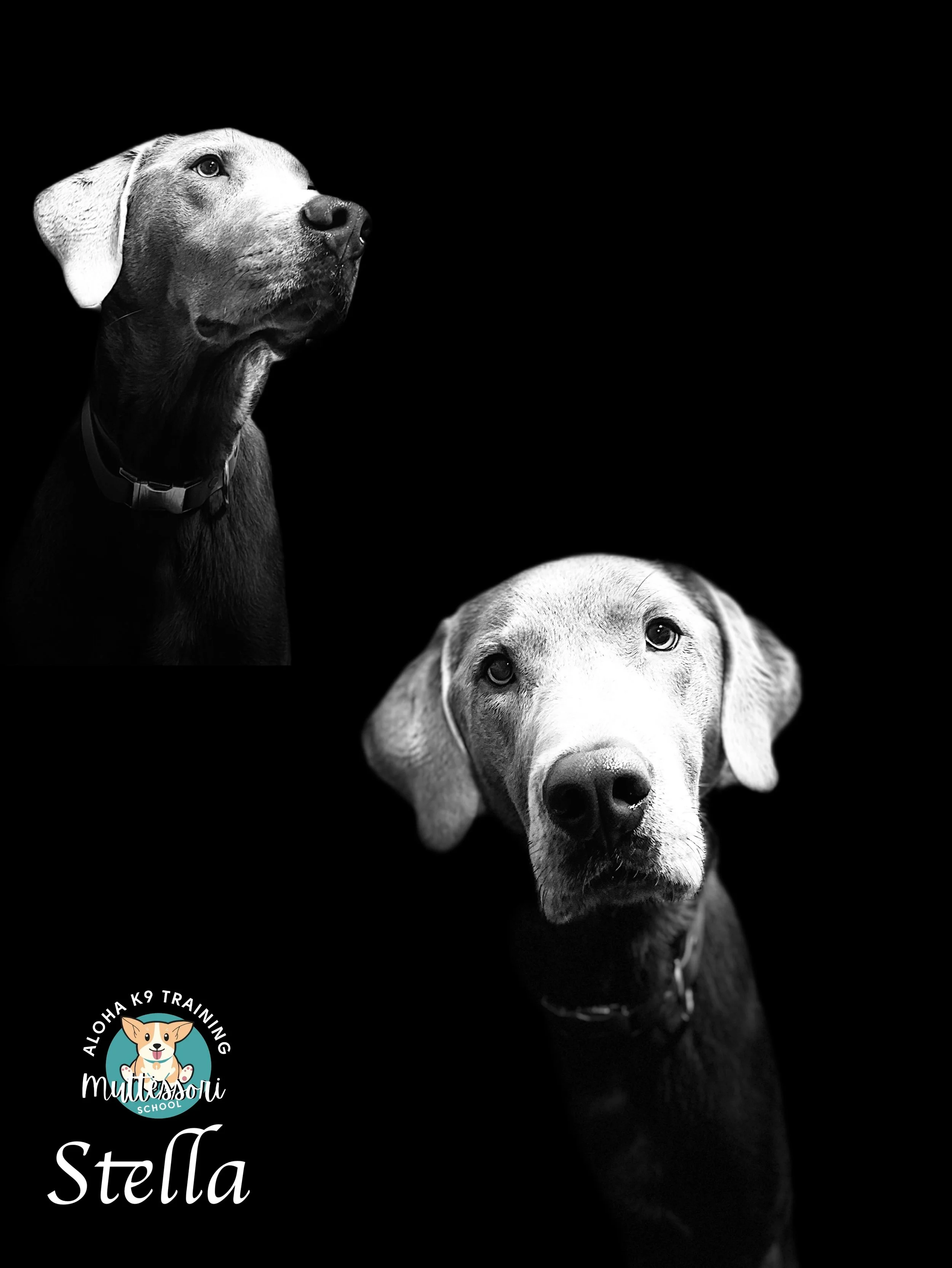 Stella.JPEG