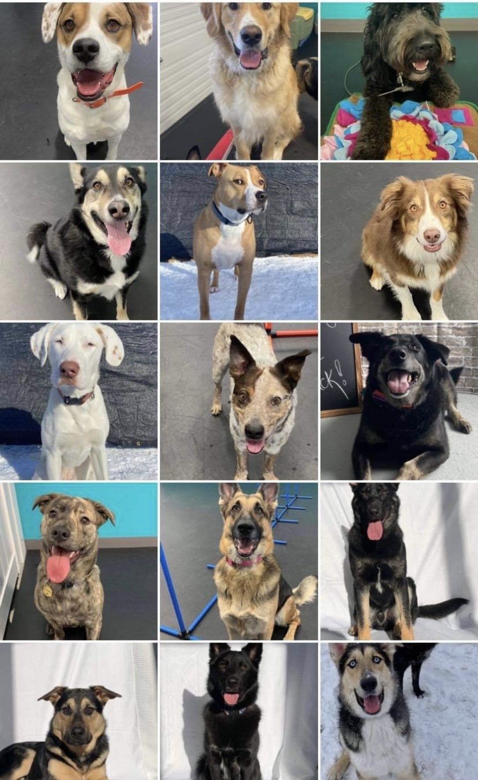 Collage of 15 dogs of various breeds and colors, some sitting, standing, or lying down indoors and outdoors, with happy and playful expressions.