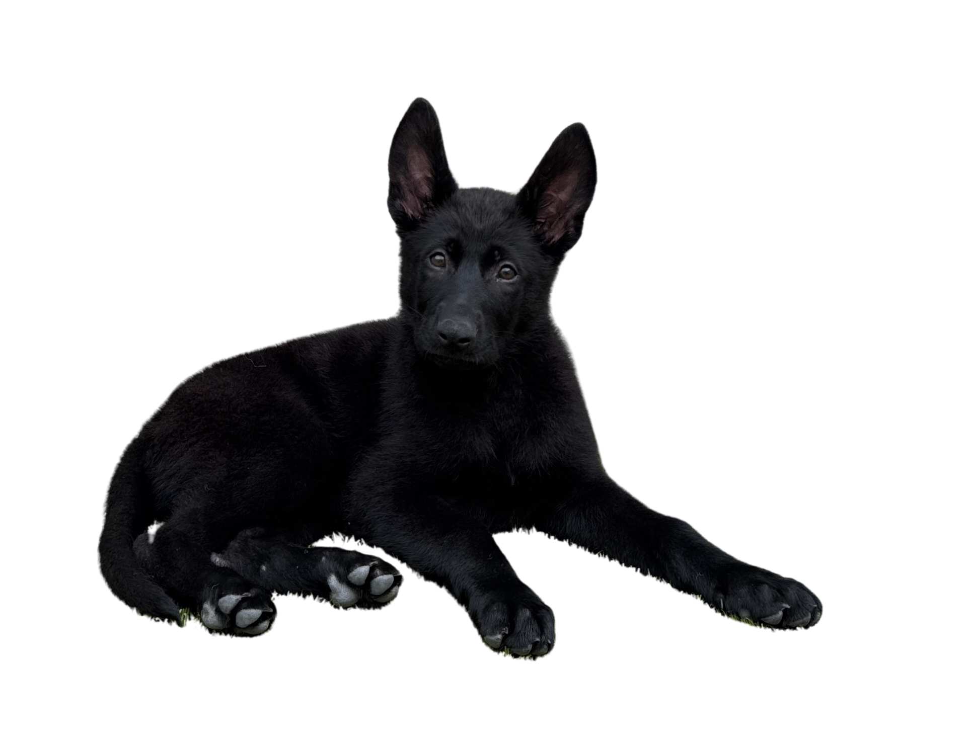 Cute puppy laying down