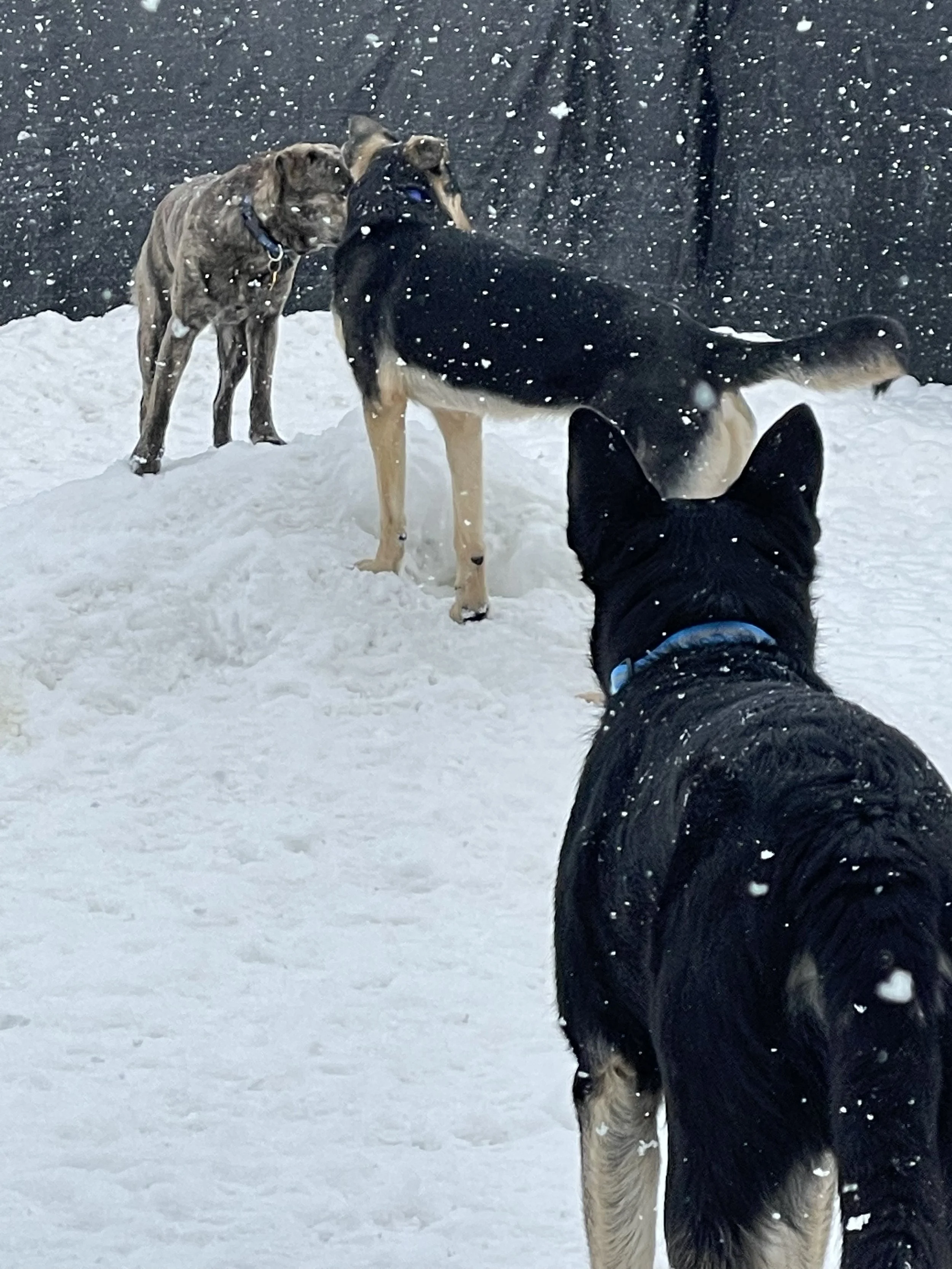 Three dogs playing in the snow, with snowflakes falling and a dark backdrop.