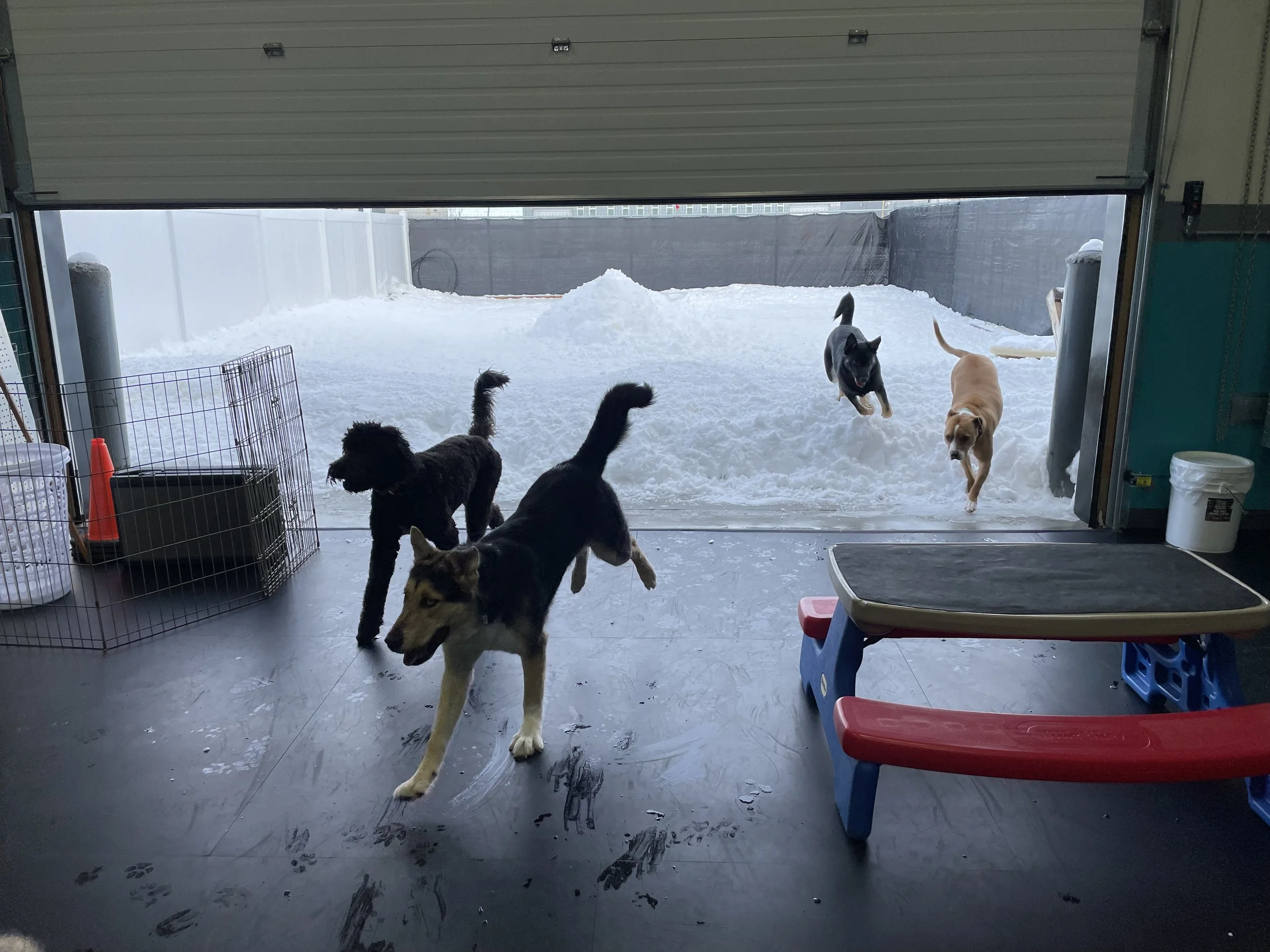 Five dogs playing and running inside a garage with an open door leading to a snowy outdoor area