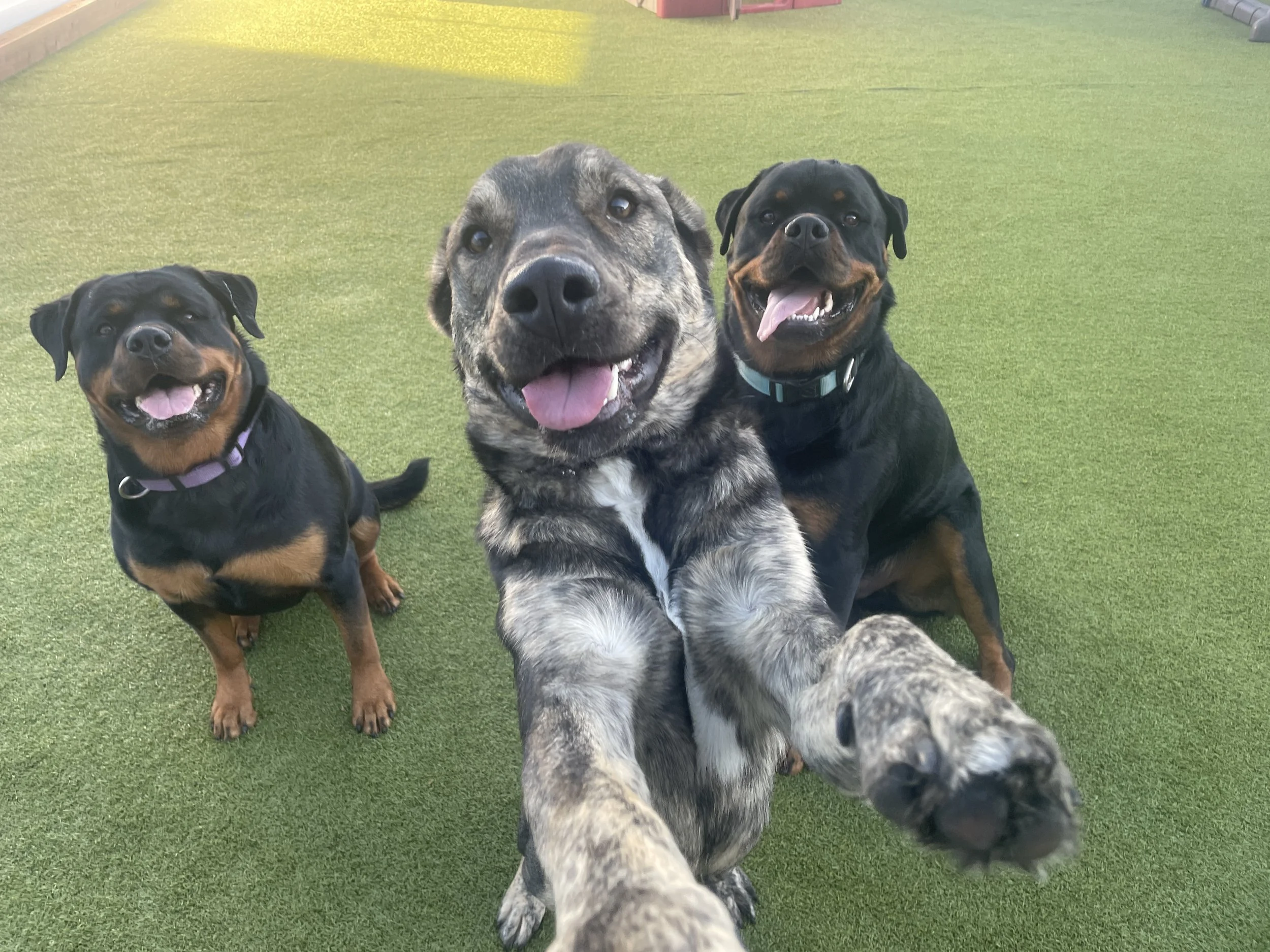 Three happy dogs on a grassy field, one front and two in the back, all with their tongues out and smiling.