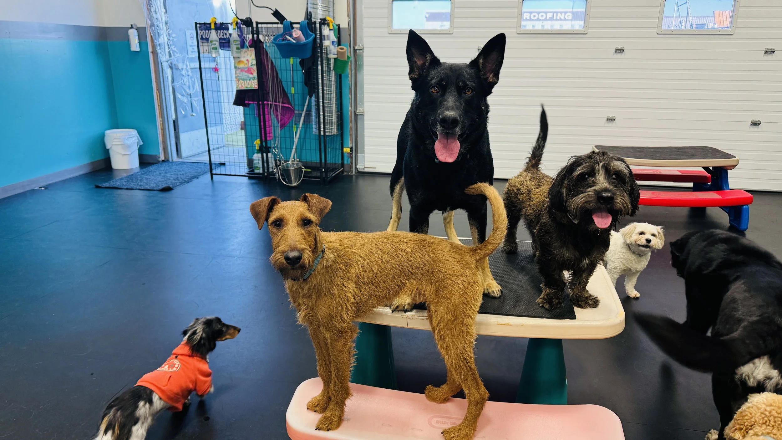 Multiple dogs in an indoor dog daycare or training facility, standing on a raised platform and the floor, with one dog in an orange hoodie and others sitting or standing around.