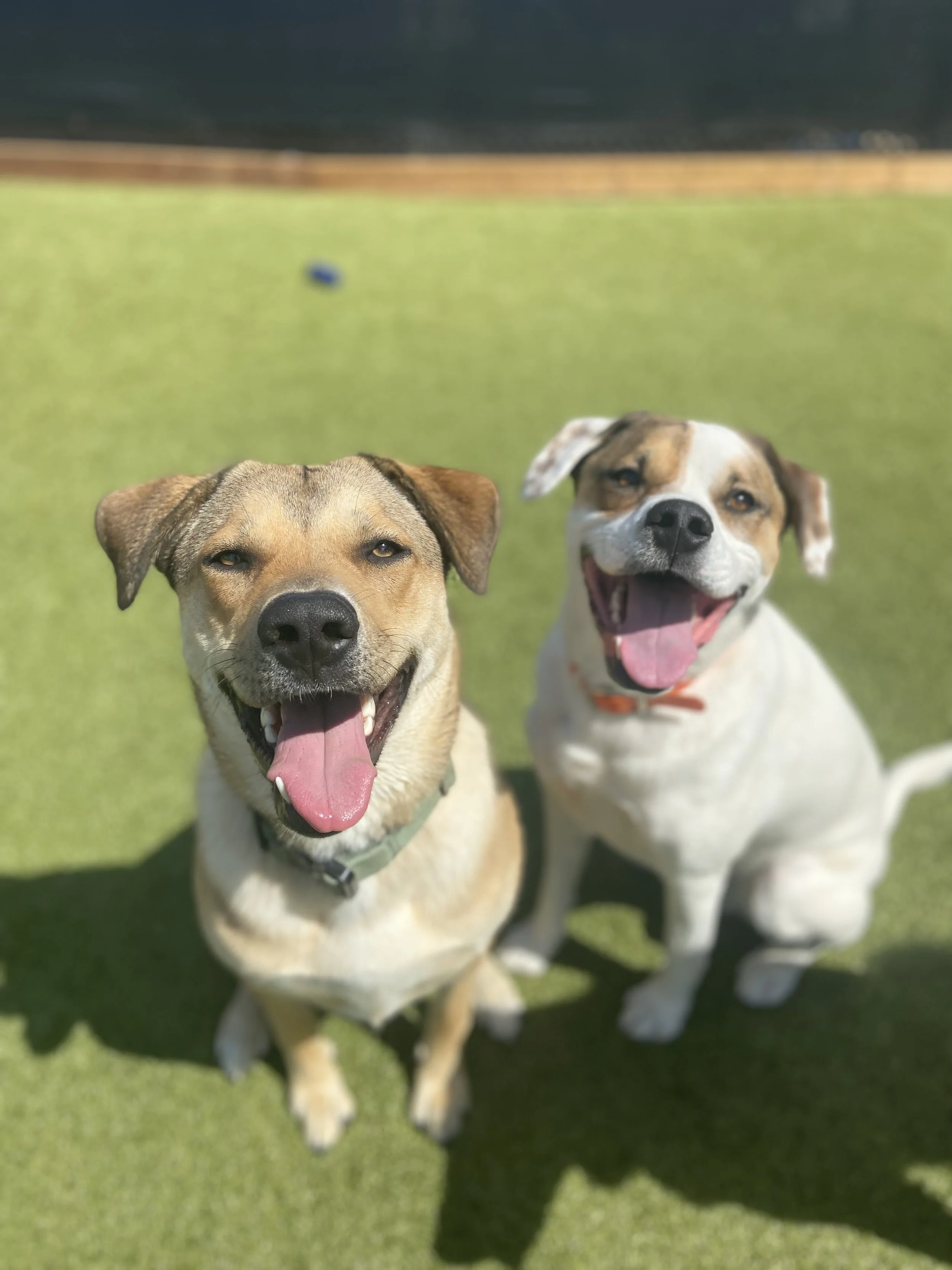 Two happy dogs sitting on green grass, smiling with tongues out.