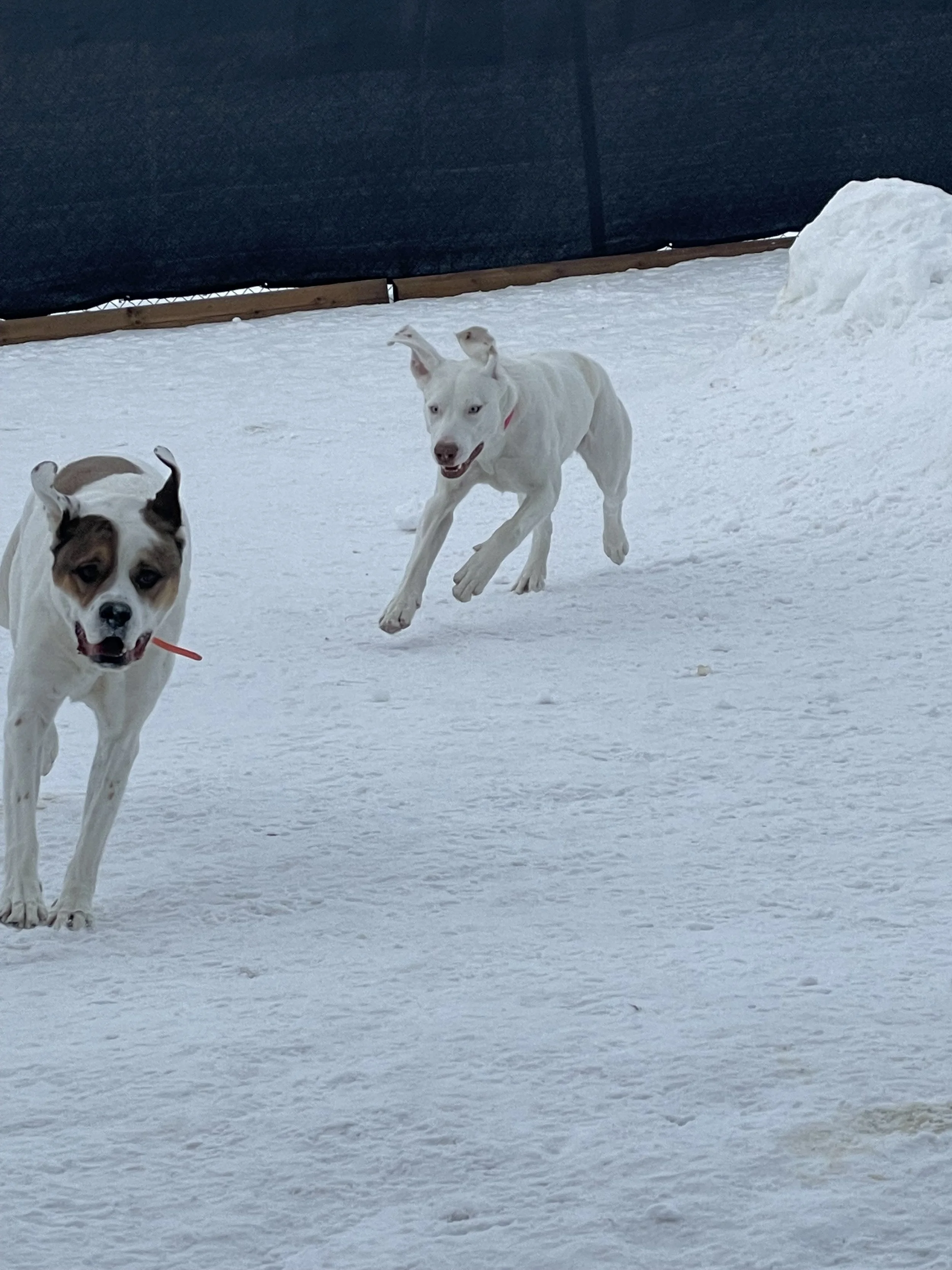 Two dogs playing in the snow on a winter day, one running and the other standing, with a dark fence or barrier in the background.