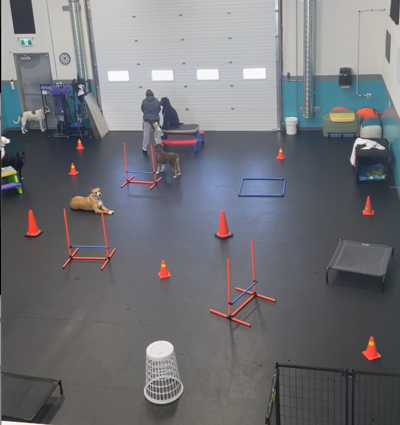 Indoor dog training facility with agility equipment, cones, jumps, nylon tunnels, and dogs with handlers, some sitting or lying on the floor.
