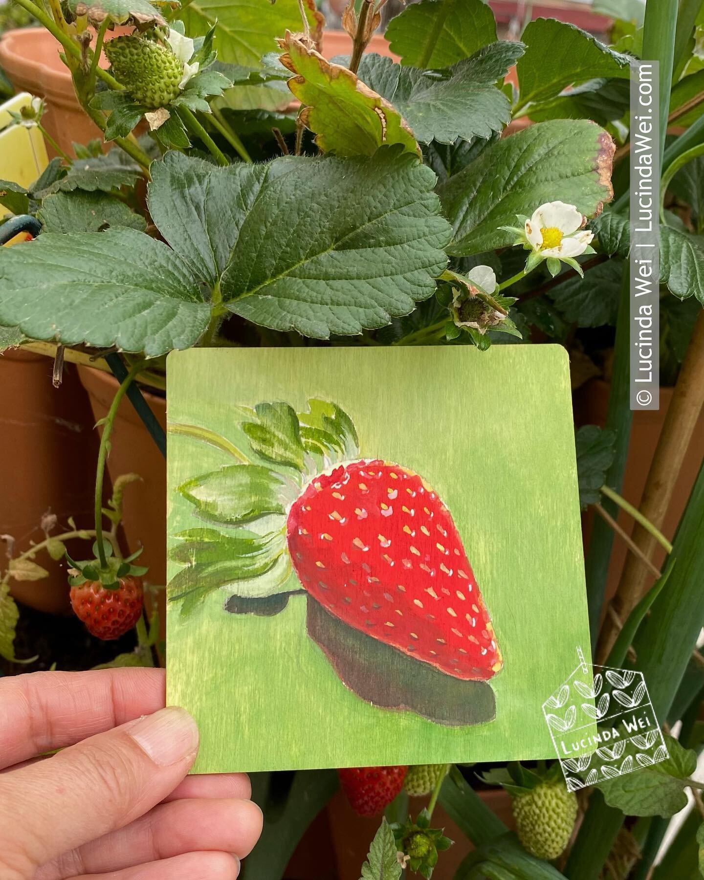 🍓☀️ Surprisingly, my garden strawberries are still thriving, even in December. Here&rsquo;s a gouache painting inspired by patio garden. 🎨🌞 #Coastcard2023 #CaliforniaWinter #StrawberryArt #GouachePainting #StudioCreativity #FromMyGarden #coastcard