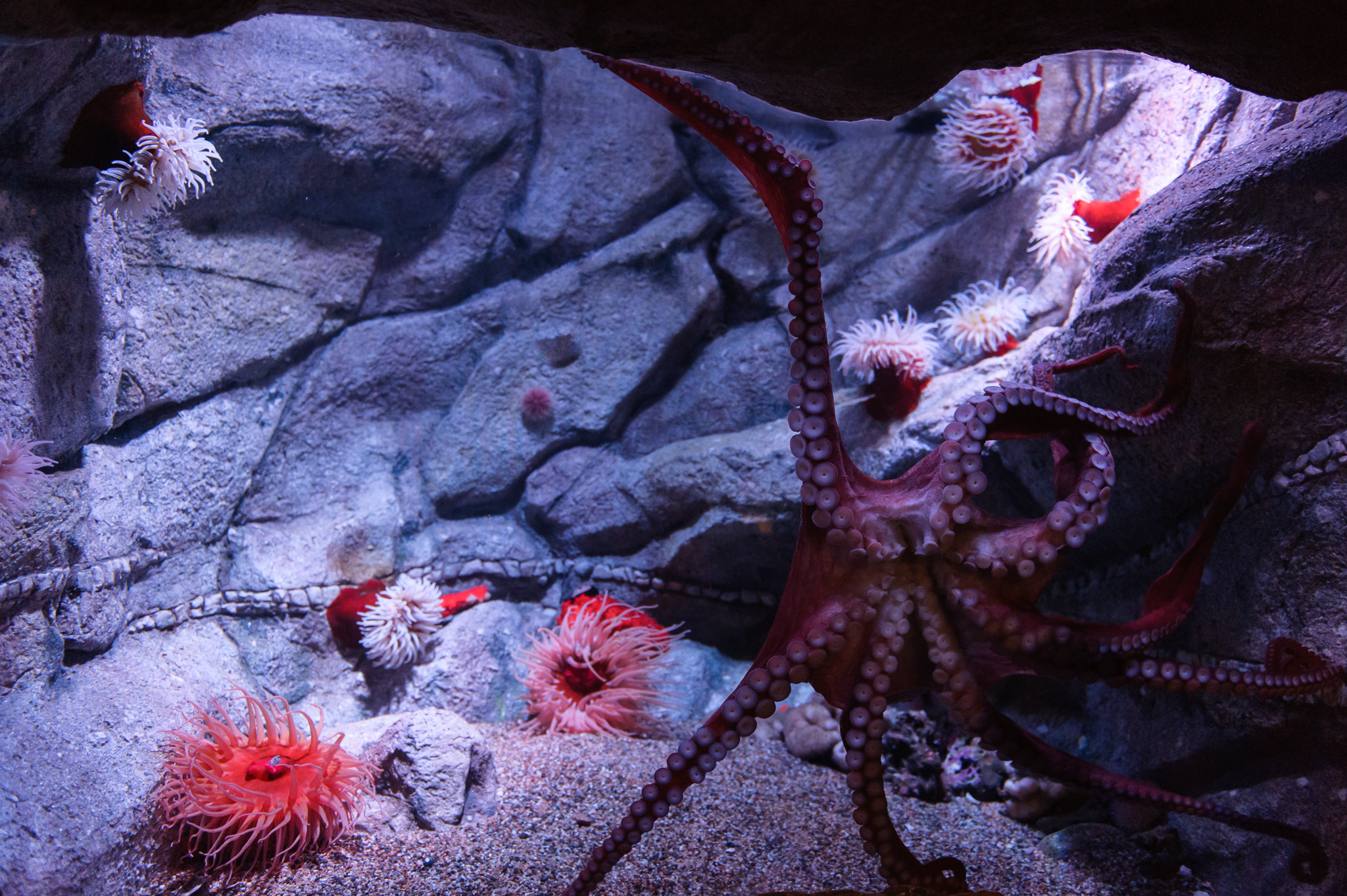 Spring Break = Road Trip! | Monterey and Big Sur