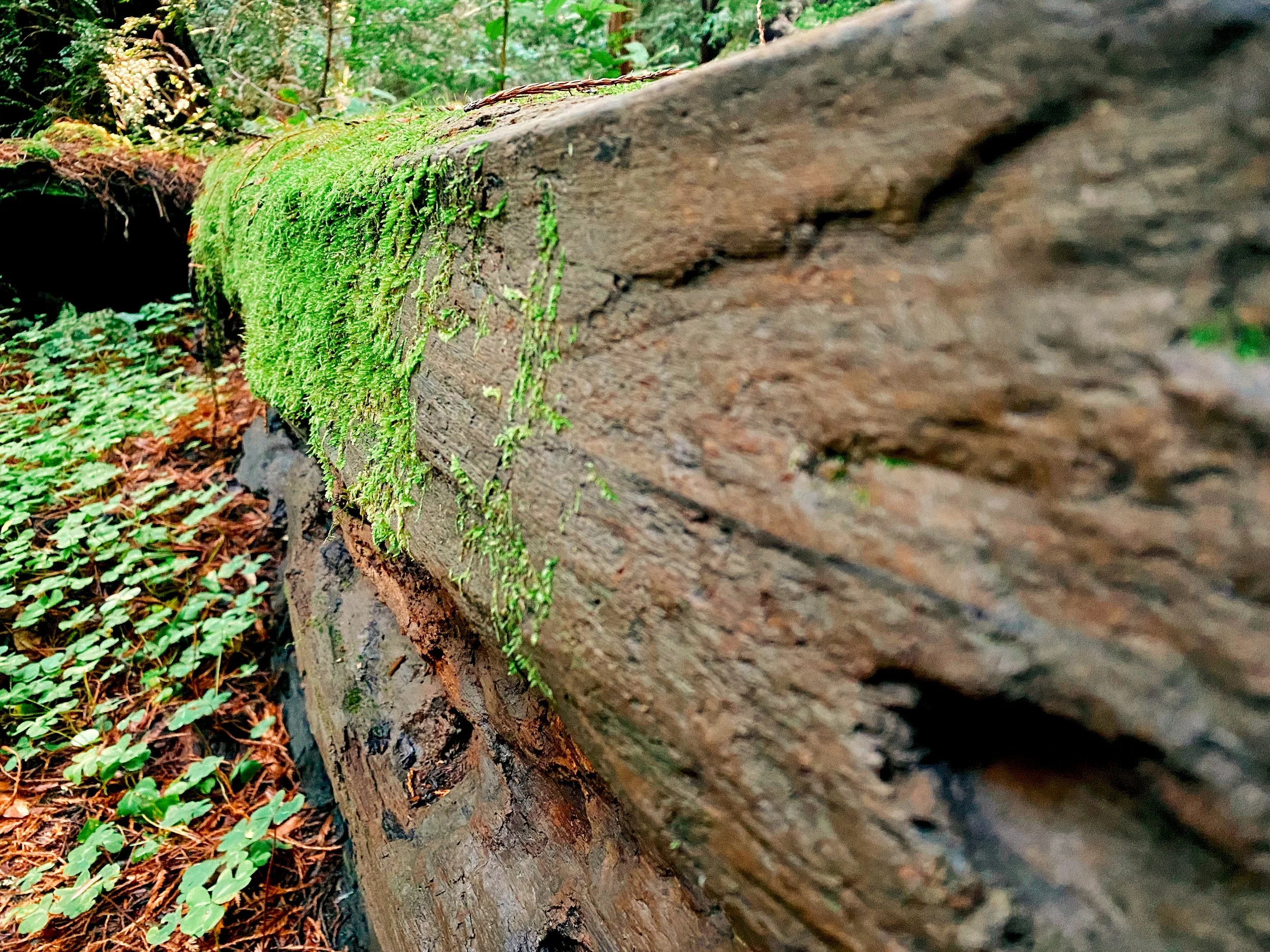 Muir Woods National Monument