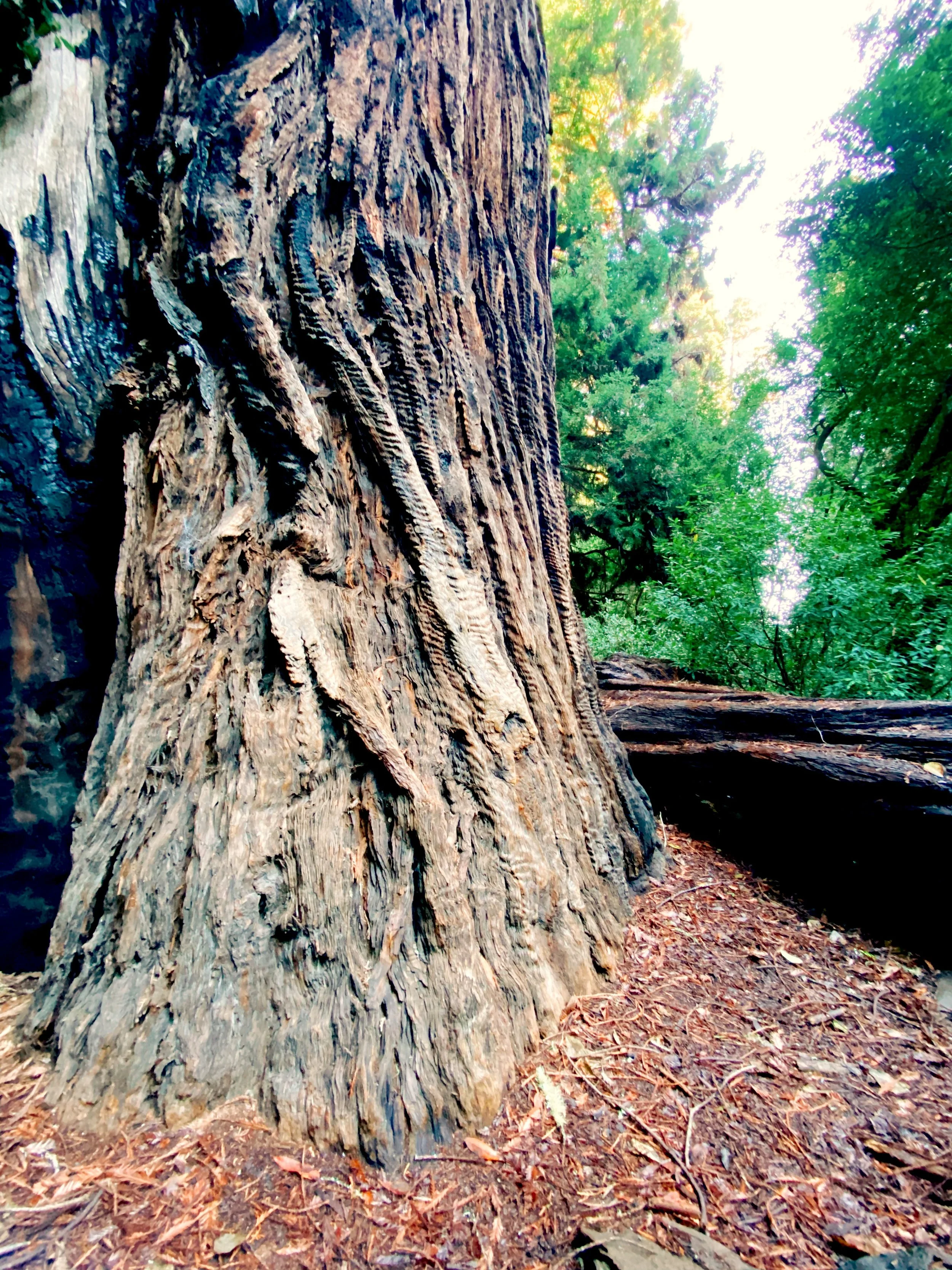 Muir Woods-09.jpg