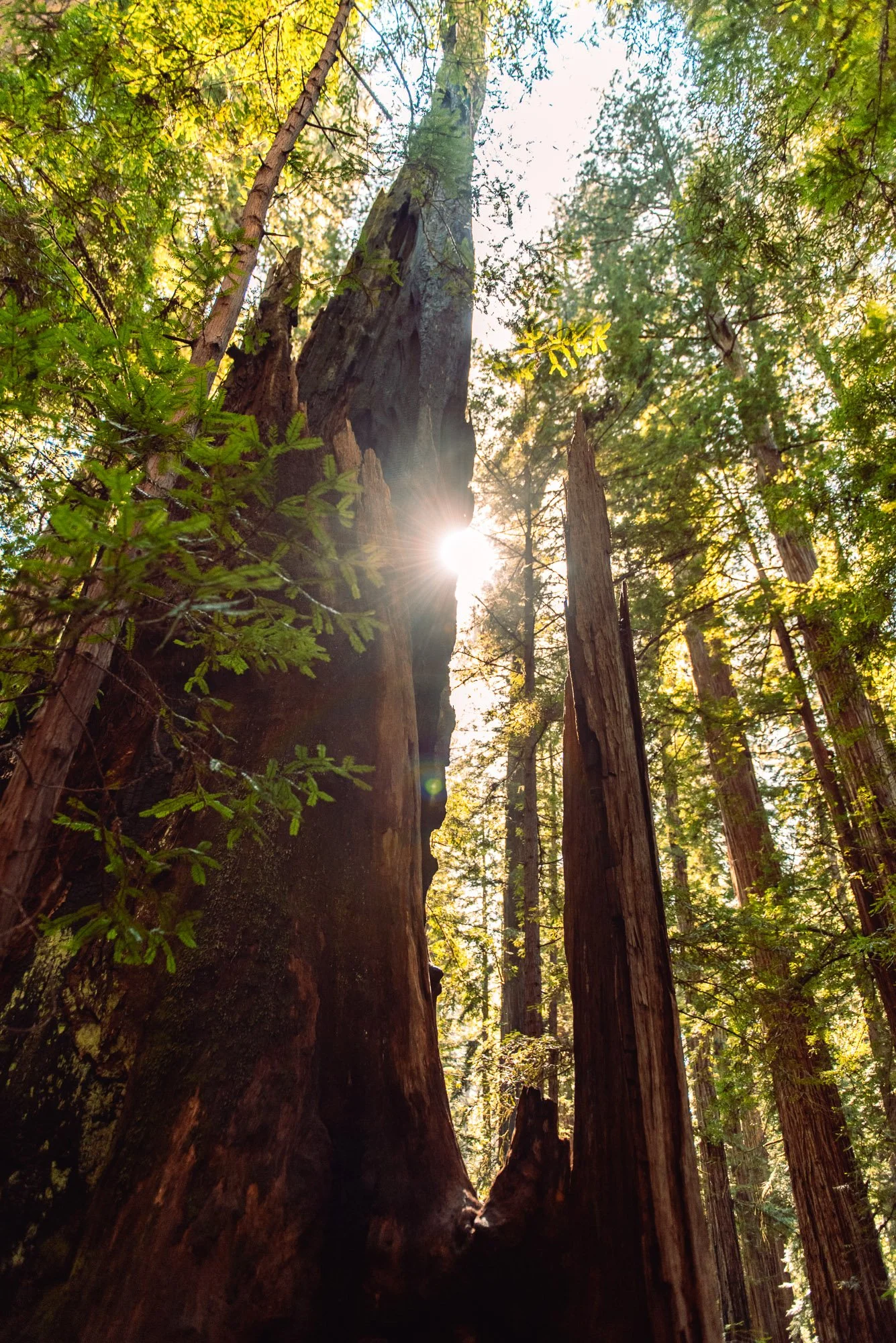 Redwood-State-and-National-Park_04.jpg