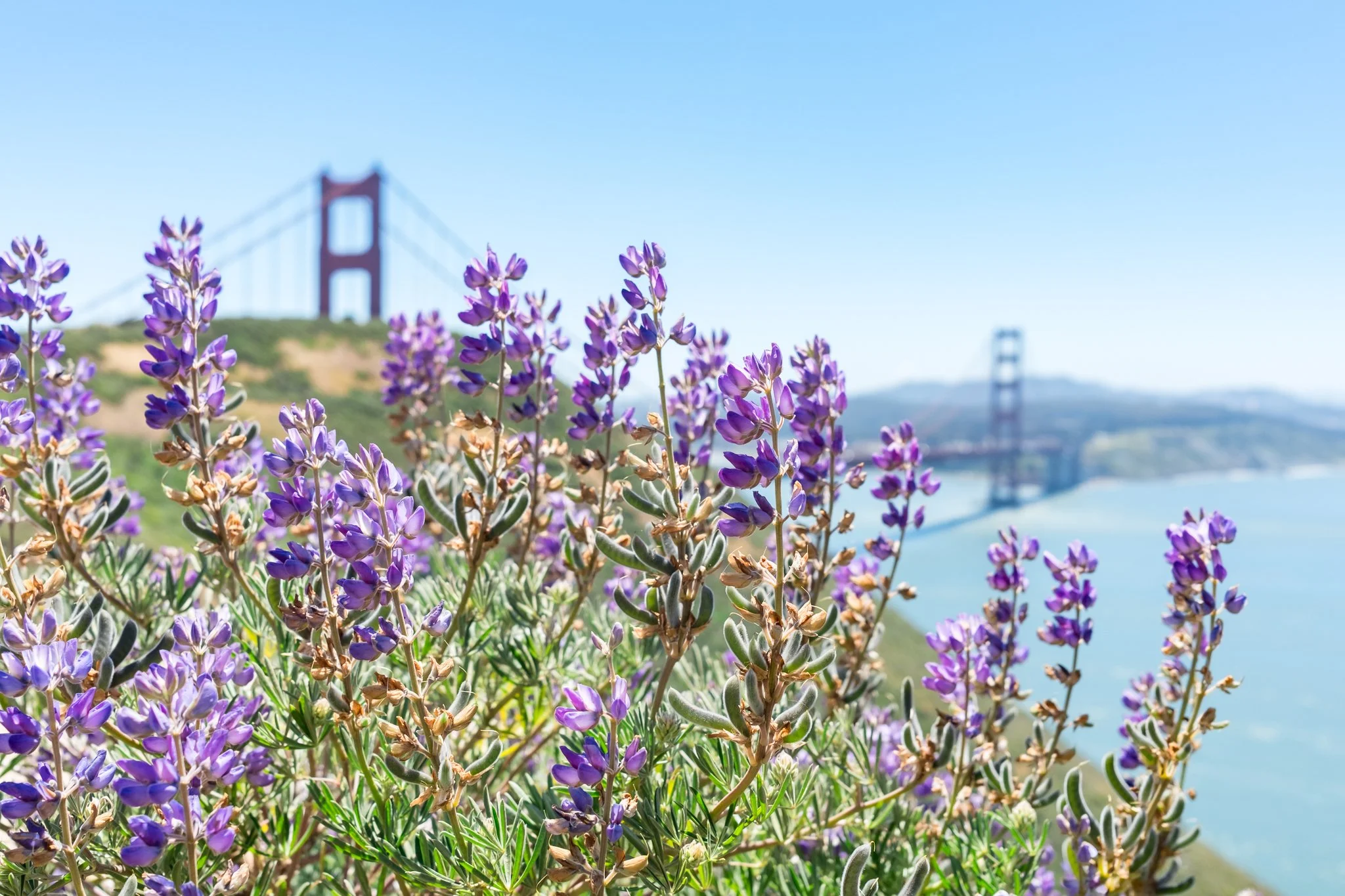 GoldenGateLupines_02.jpg