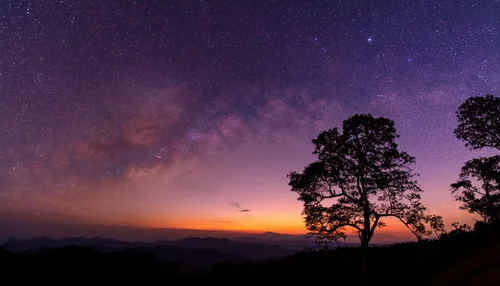 A tree at sunset under the first stars