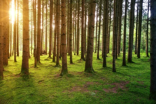 Sunlight shining through pine trees
