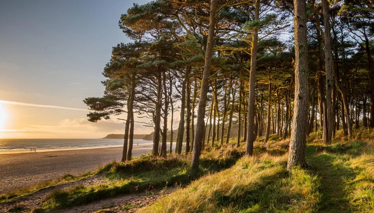 A forest by the sea at sunrise