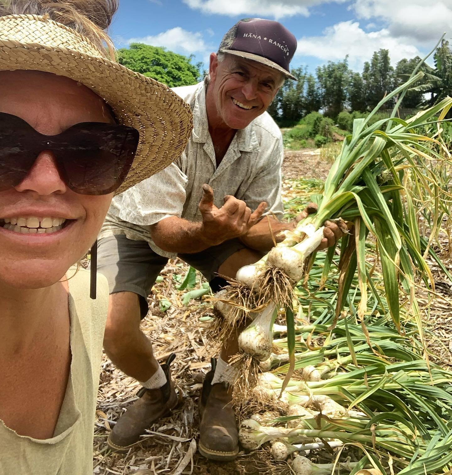 Spent the morning at Kupa&rsquo;a Farm helping with the garlic harvest, and learning more about how they are making this a viable crop here on Maui. 

You&rsquo;ll see 2 varieties of garlic for sale on the hub soon!