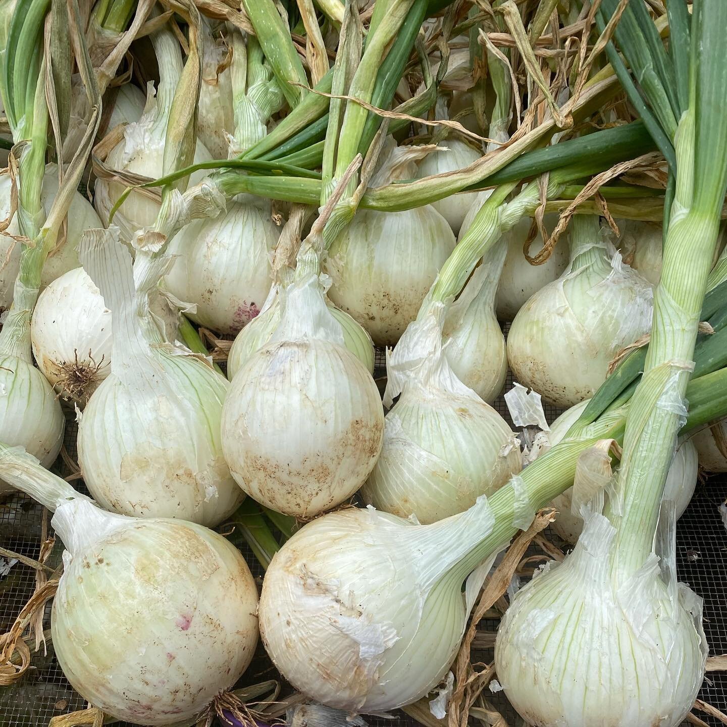 White onions from Kupa&rsquo;a just added to the market! $9.30 for 2 lbs - $4.65 for EBT! 

Only 10 orders. Add some to your cart before they sell out!