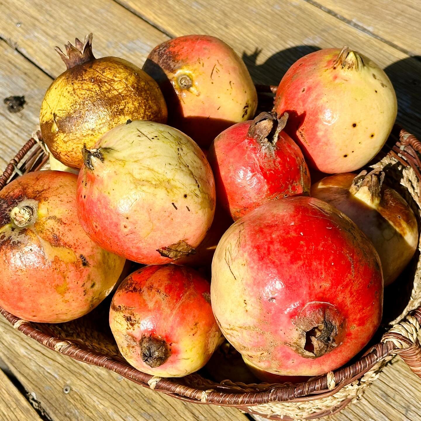 ❗️Limited supply❗️

We have pomegranates! 

Pomegranates are packed with antioxidants, vitamins, and minerals! 

Eat the seeds raw, add them to salads, or use the juice in various recipes, including marinades, dressings, and desserts. 

Order now on 