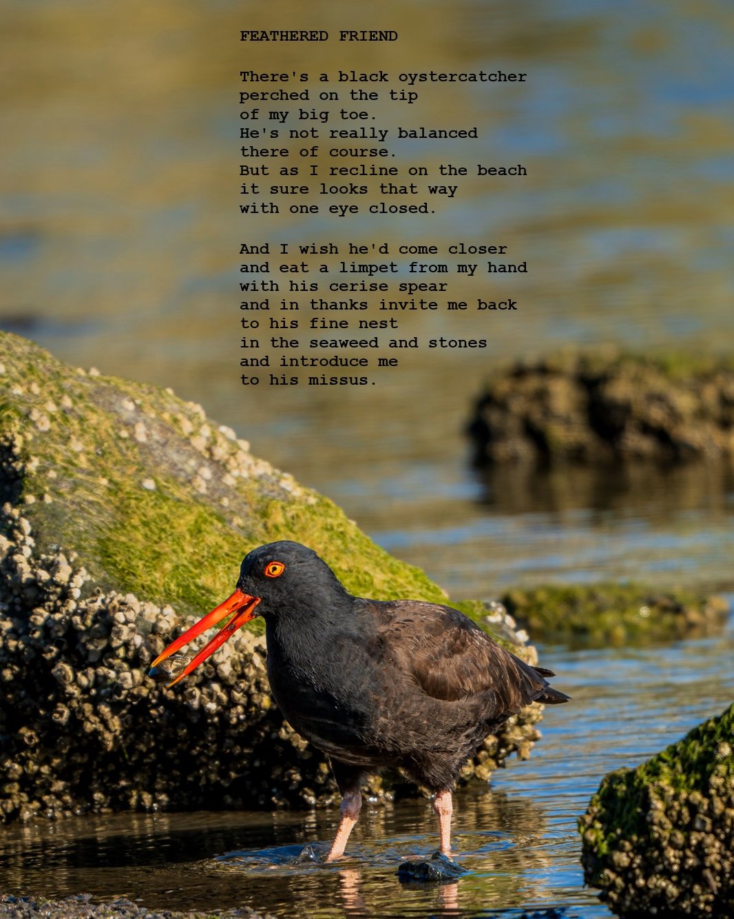 FEATHERED FRIEND.jpg