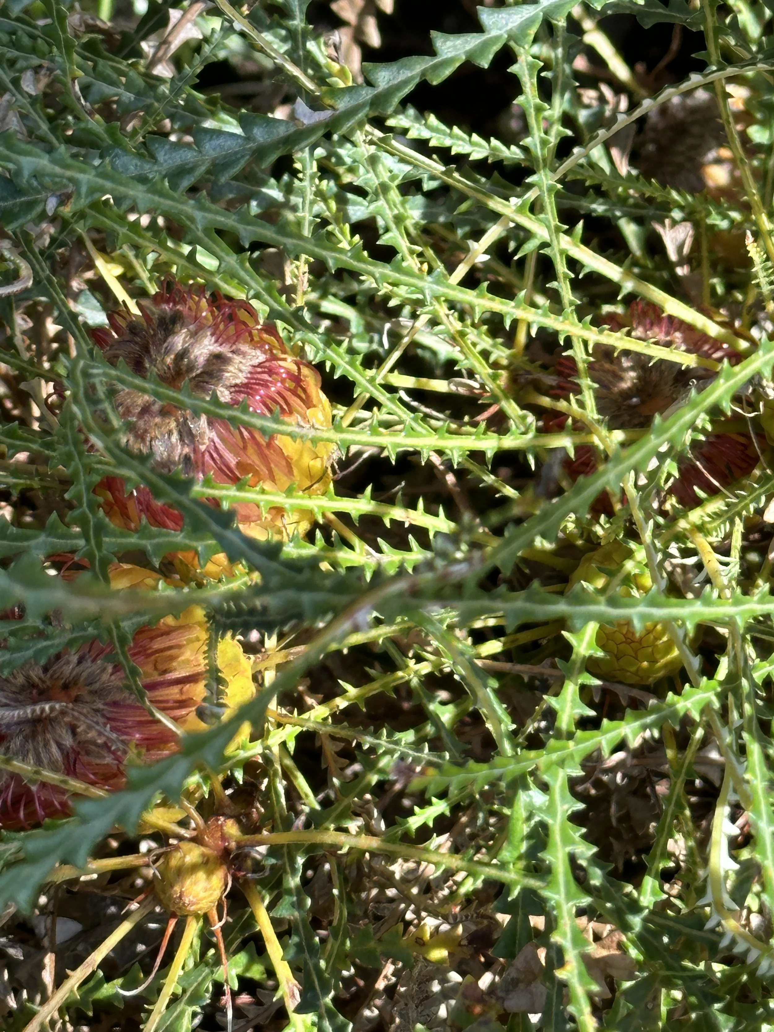 Workshop 2 BANKSIA/re leaf