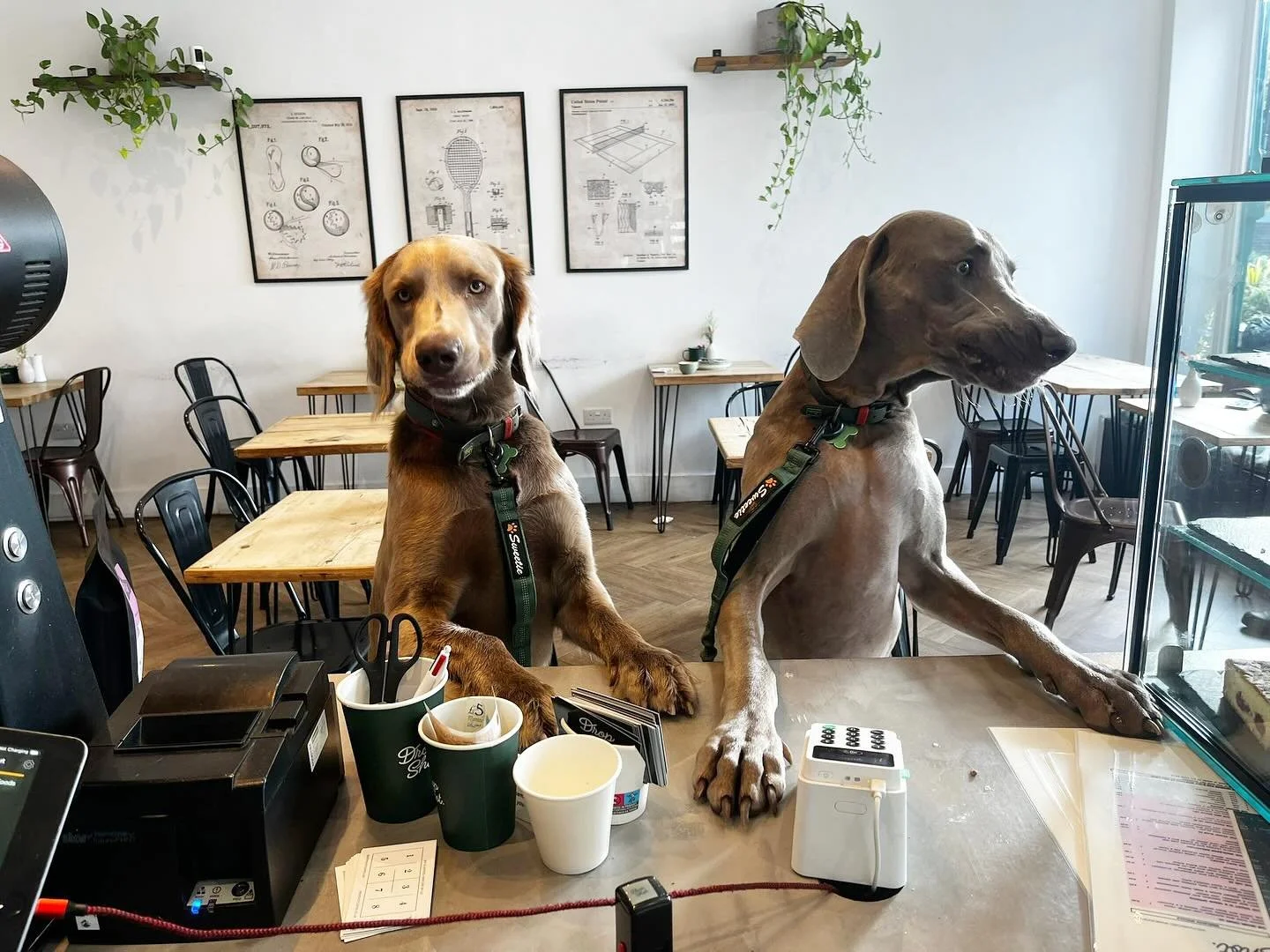 Couple of flat whites, boys? 🐾