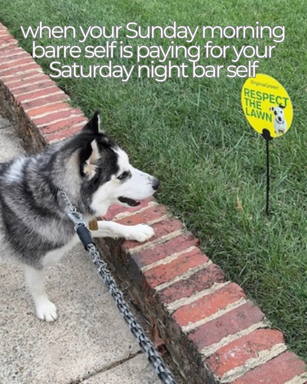 Sasha understands the internal negotiations 🐾 

#rvafitness #barrelife #fitnesscommunity #rvafit #barrestudio