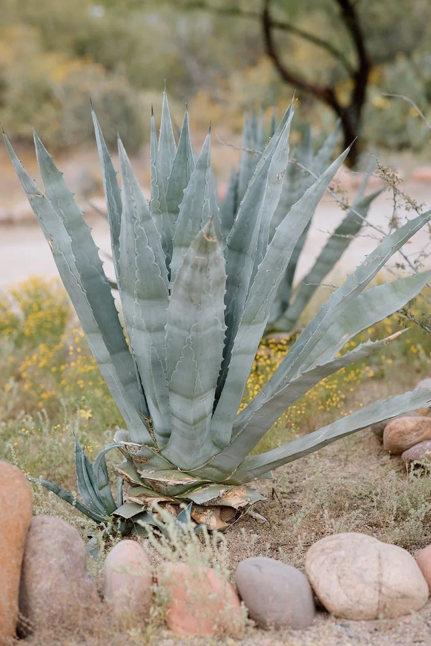 Saguaro Guest Ranch Wedding _ Val Photo Co_websize Large.jpeg